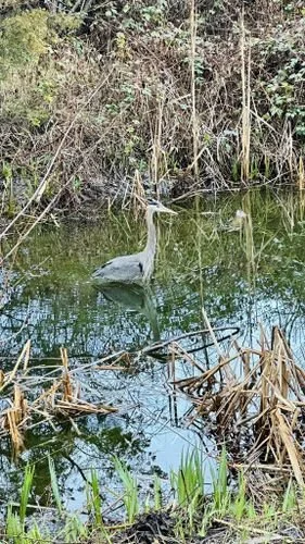 A great blue heron resting in the pond at the WPP.