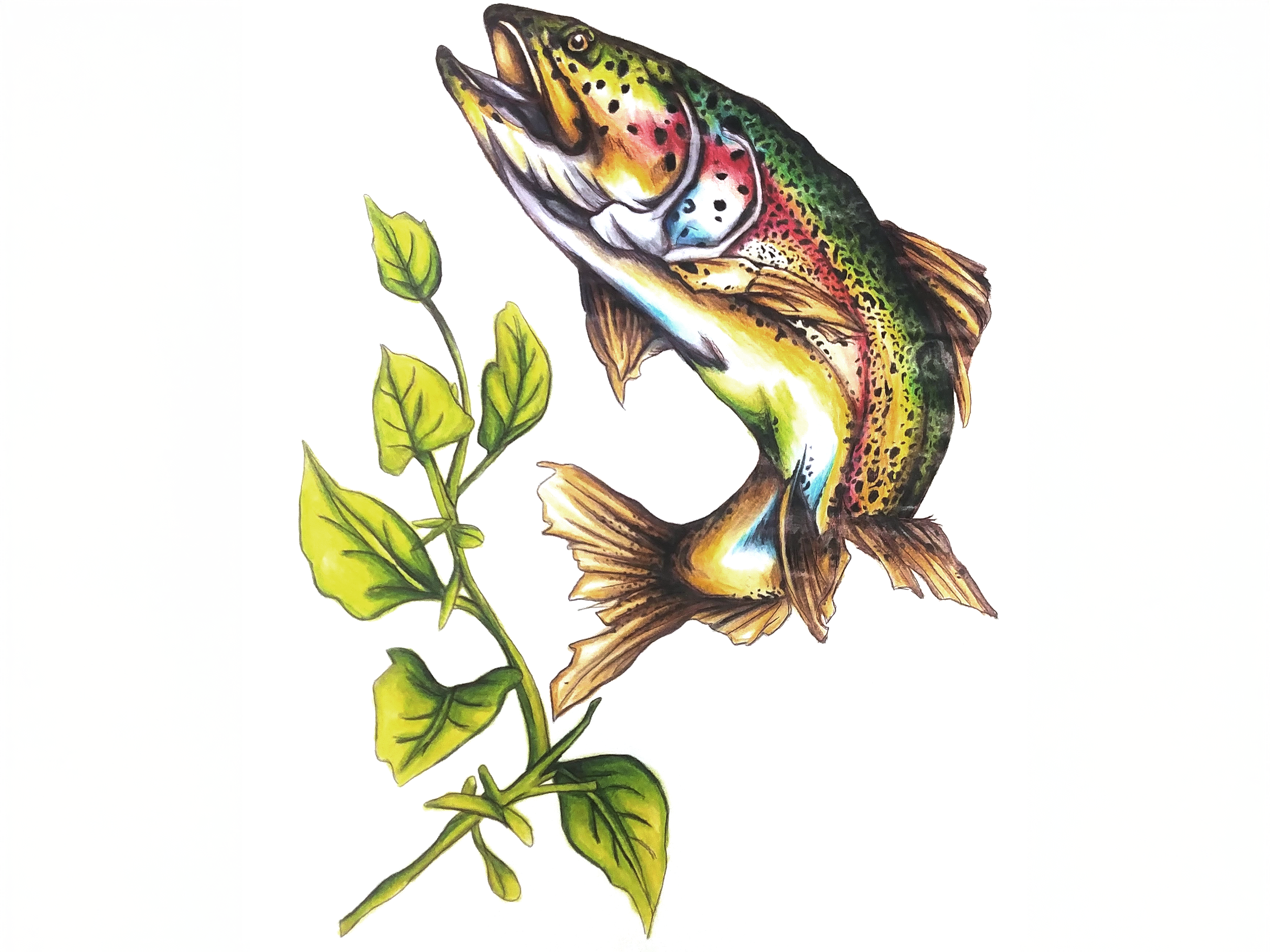 Cottonwood Rainbow Trout - Found on peace pole #12