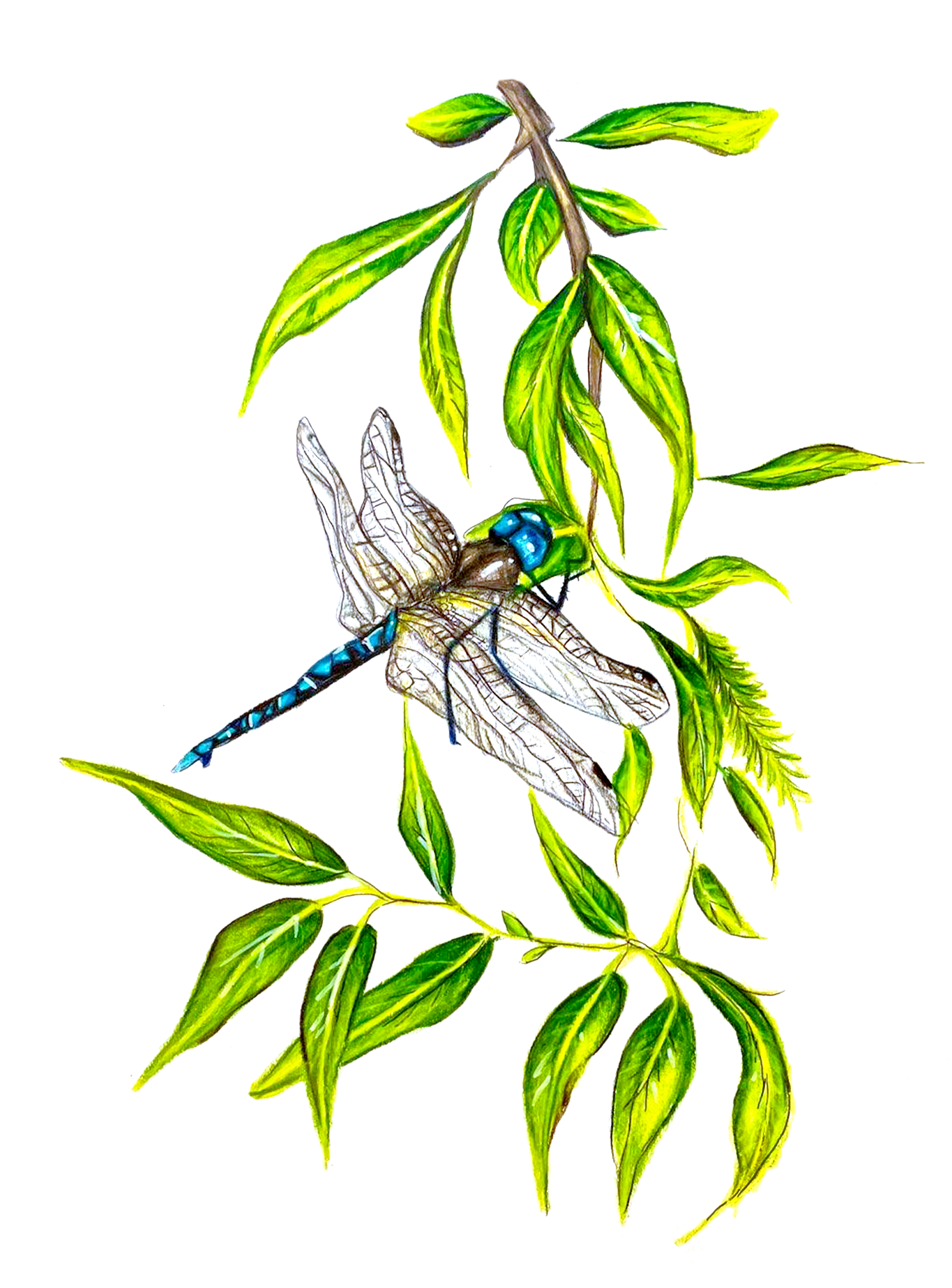 Dragonfly & Willow - Found on peace pole #15