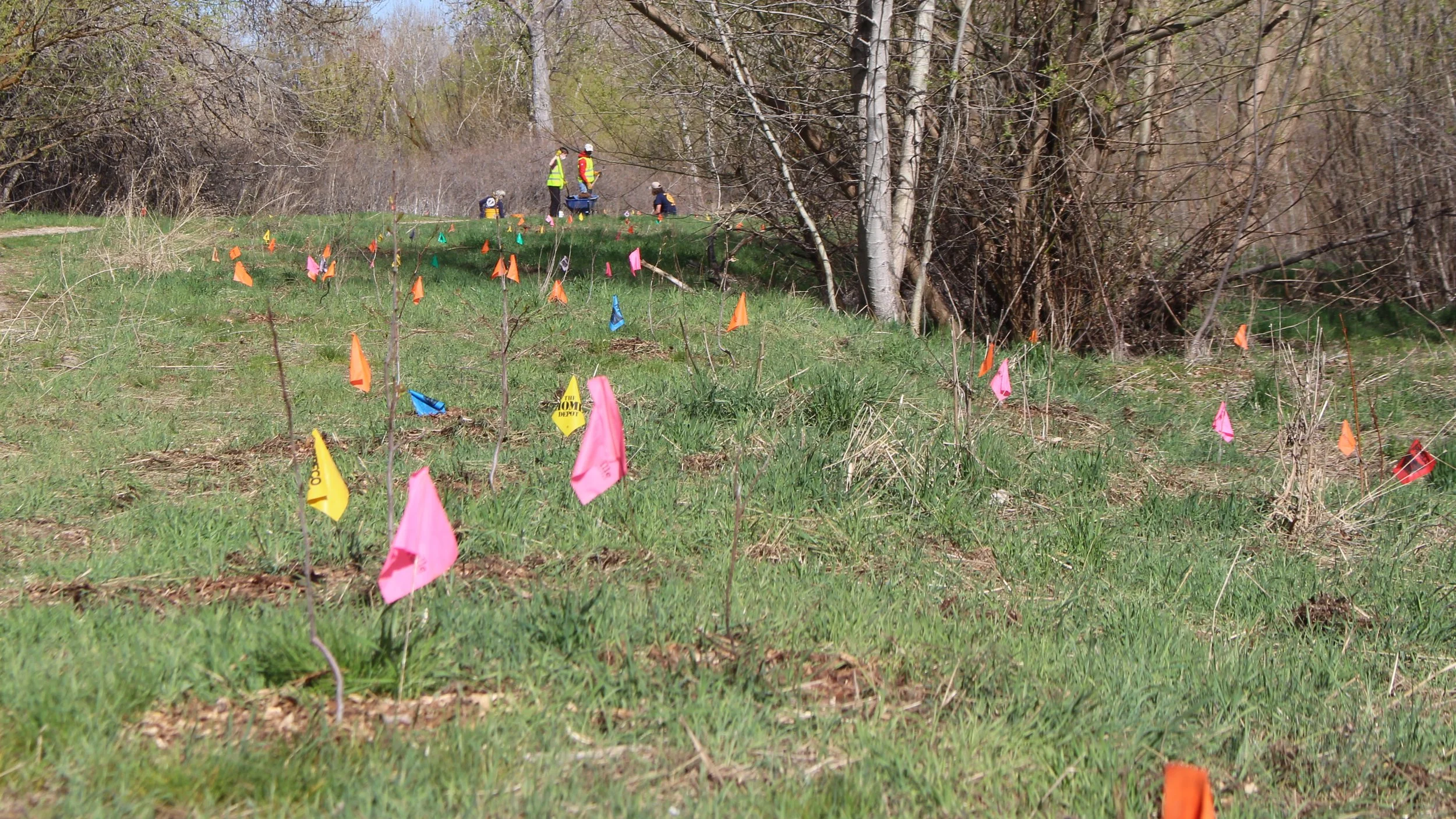 What it looks like after a workday of planting at Willow Lane.