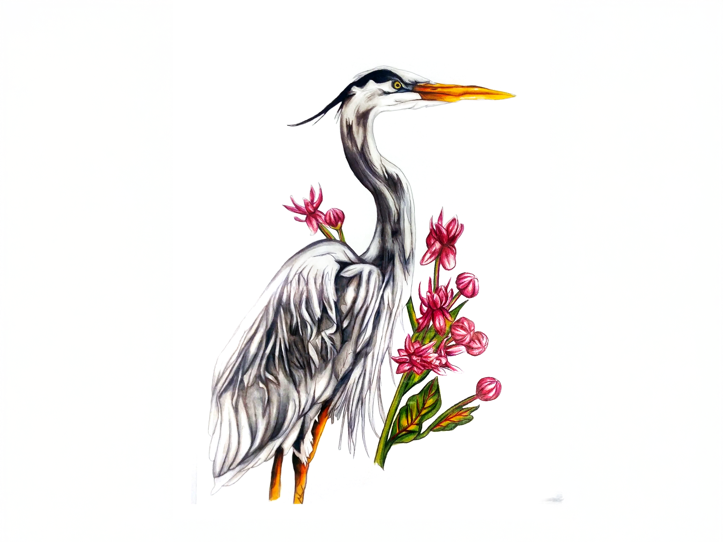 Great Blue Heron & Showy Milkweed - Found on peace pole #3