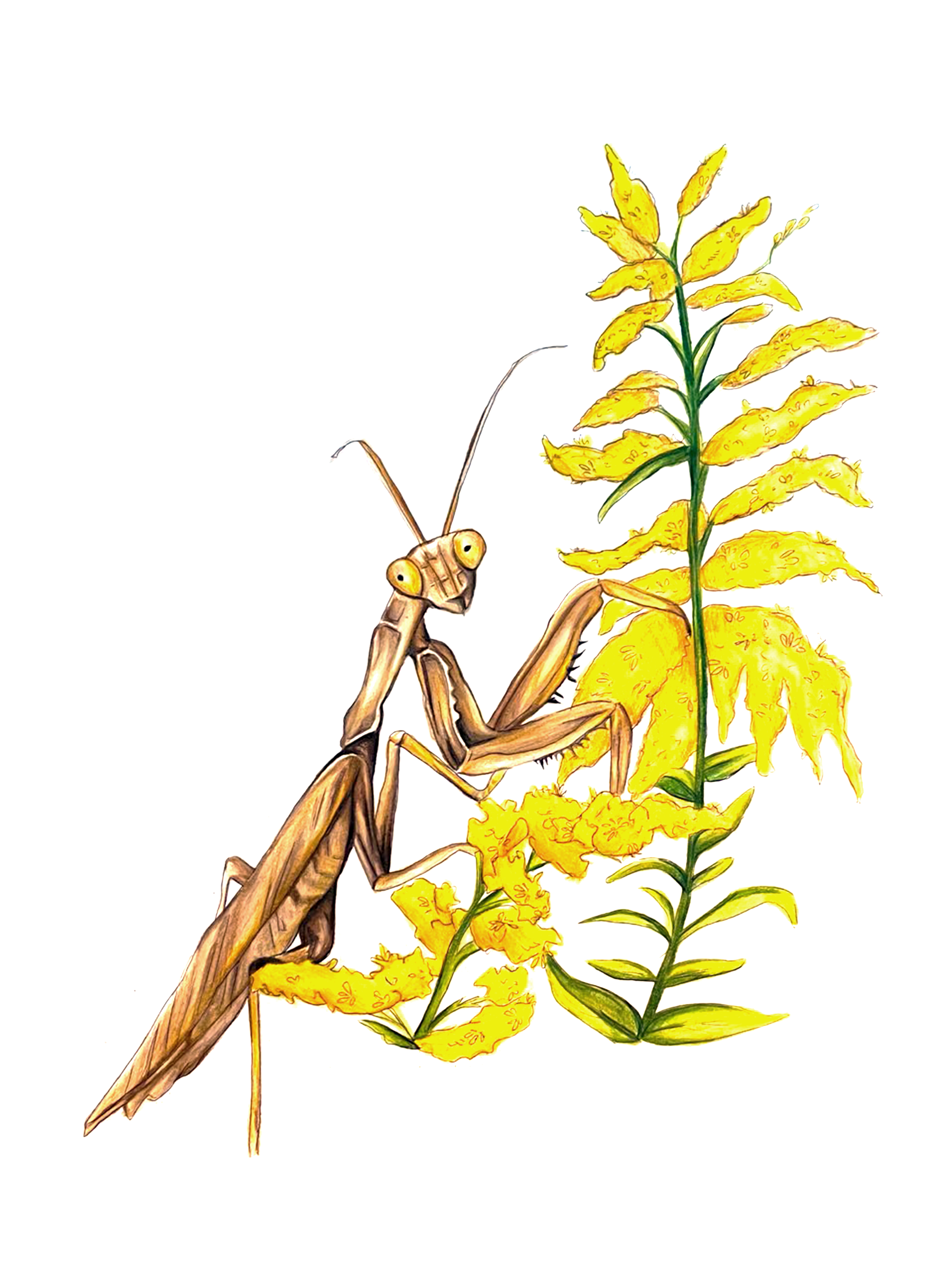 Brown Ground Mantid & Goldenrod - Found on peace pole #8