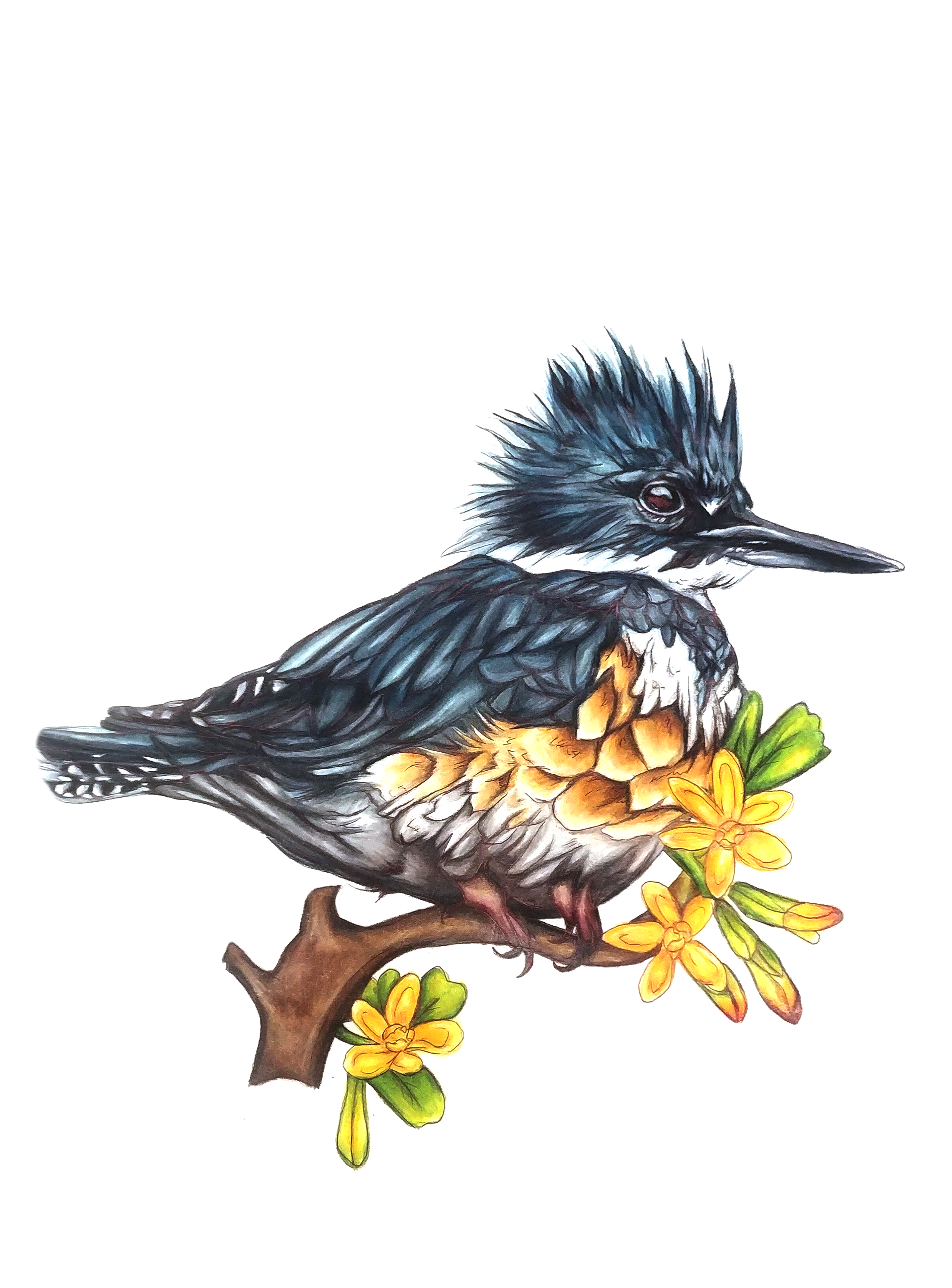 Belted Kingfisher & Golden Currant - Found on peace pole #13