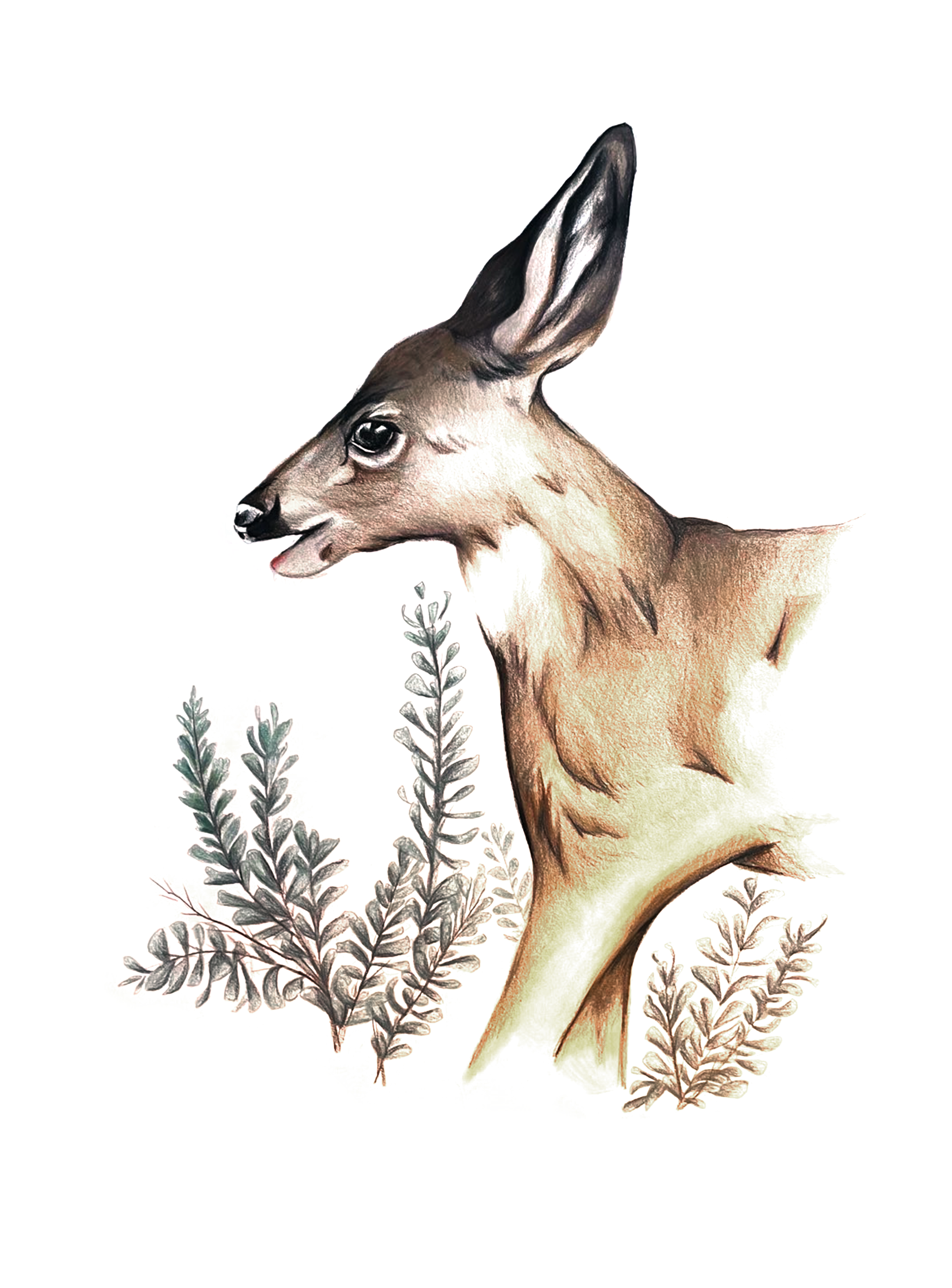 Mule Deer & Big Sagebrush - Found on peace pole #10
