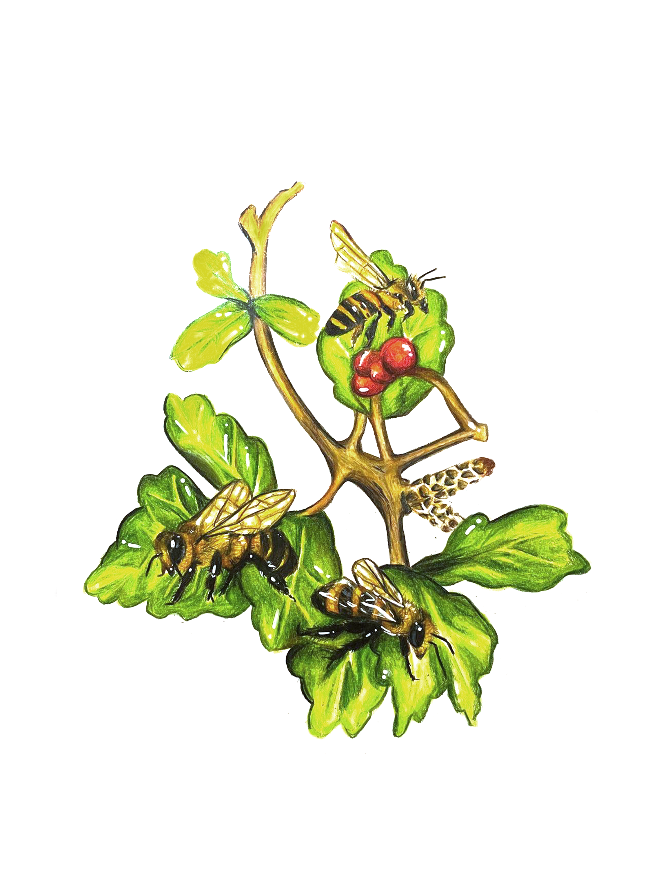 Bees & Oak Leaf Sumac - Found on peace pole #6