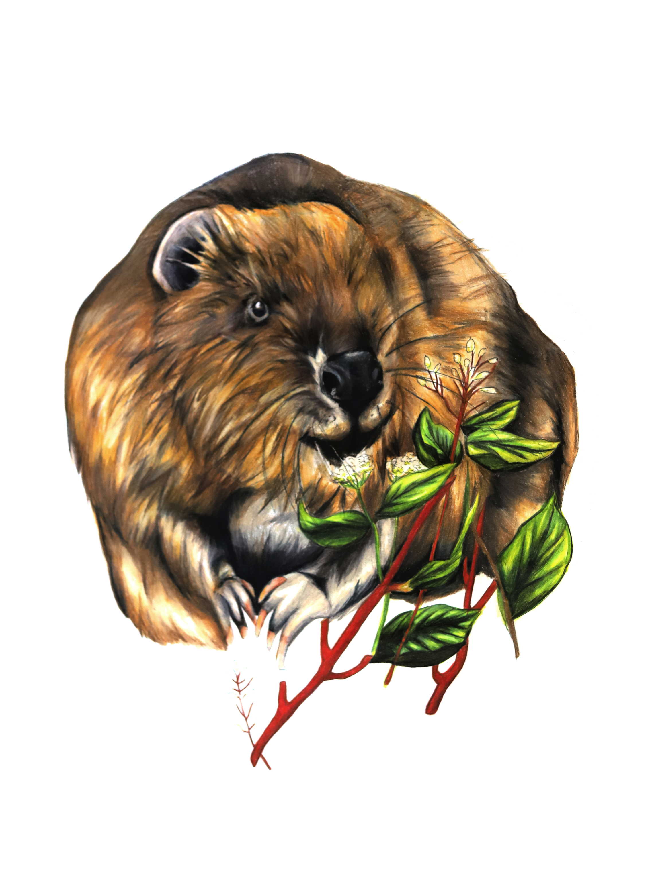 Beaver & Red Osier Dogwood - Found on peace pole #4