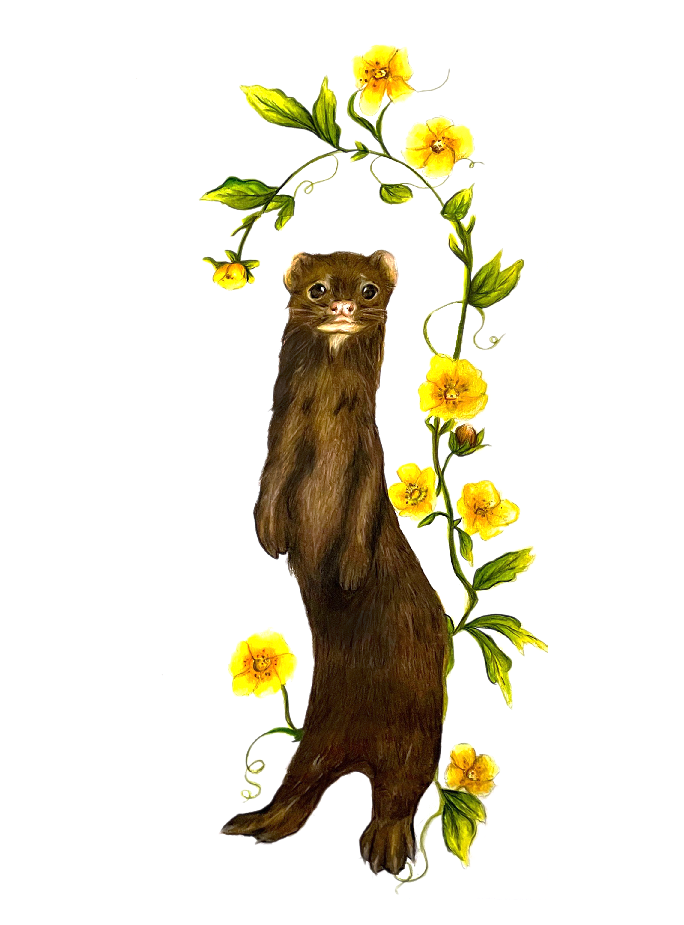 Mink & Shrubby Cinquefoil - Found on peace pole #9