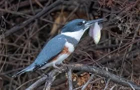 A handsome Belted Kingfisher with lunch in their beak!