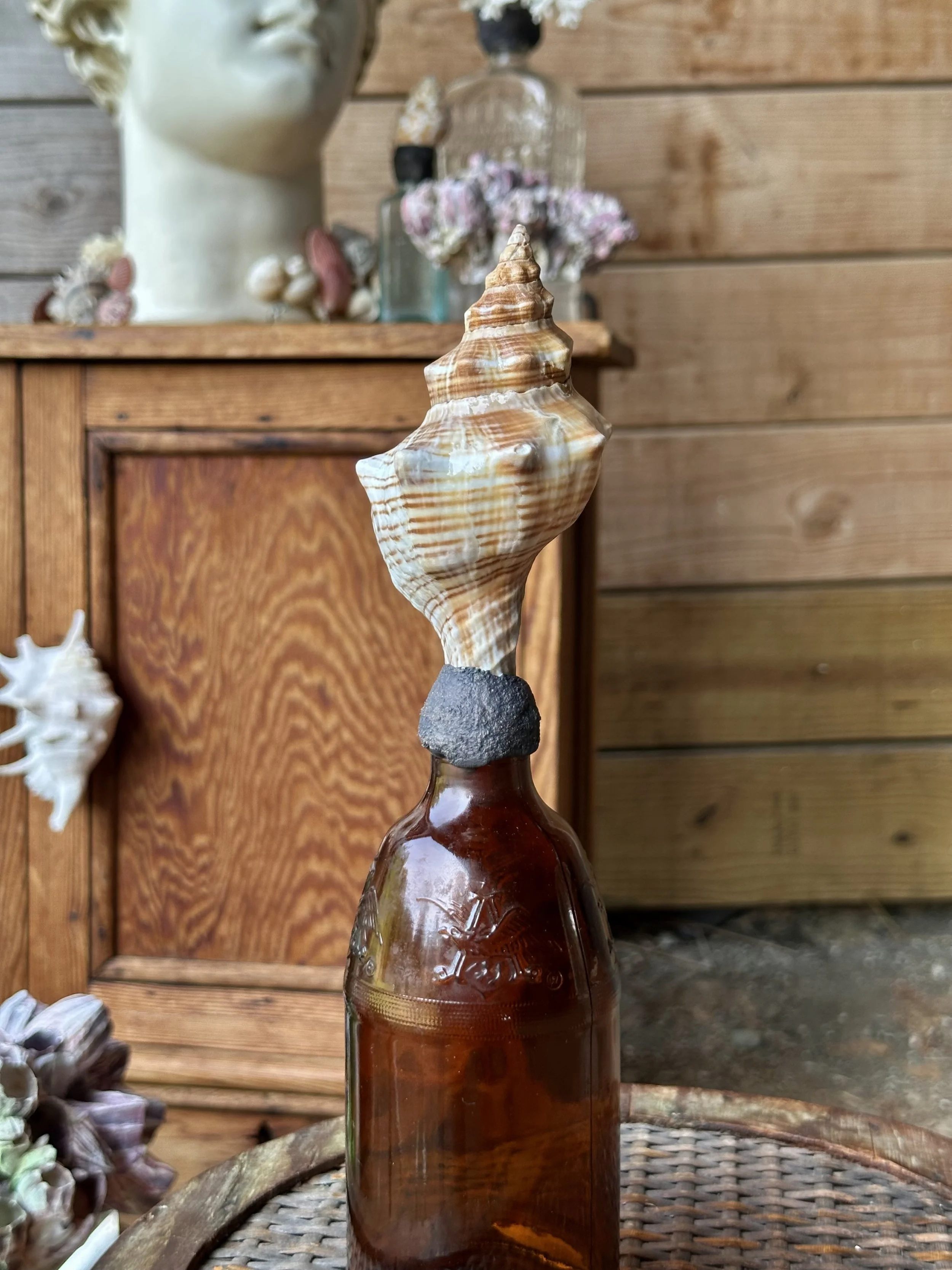 Striped Conch on Brown Bottle