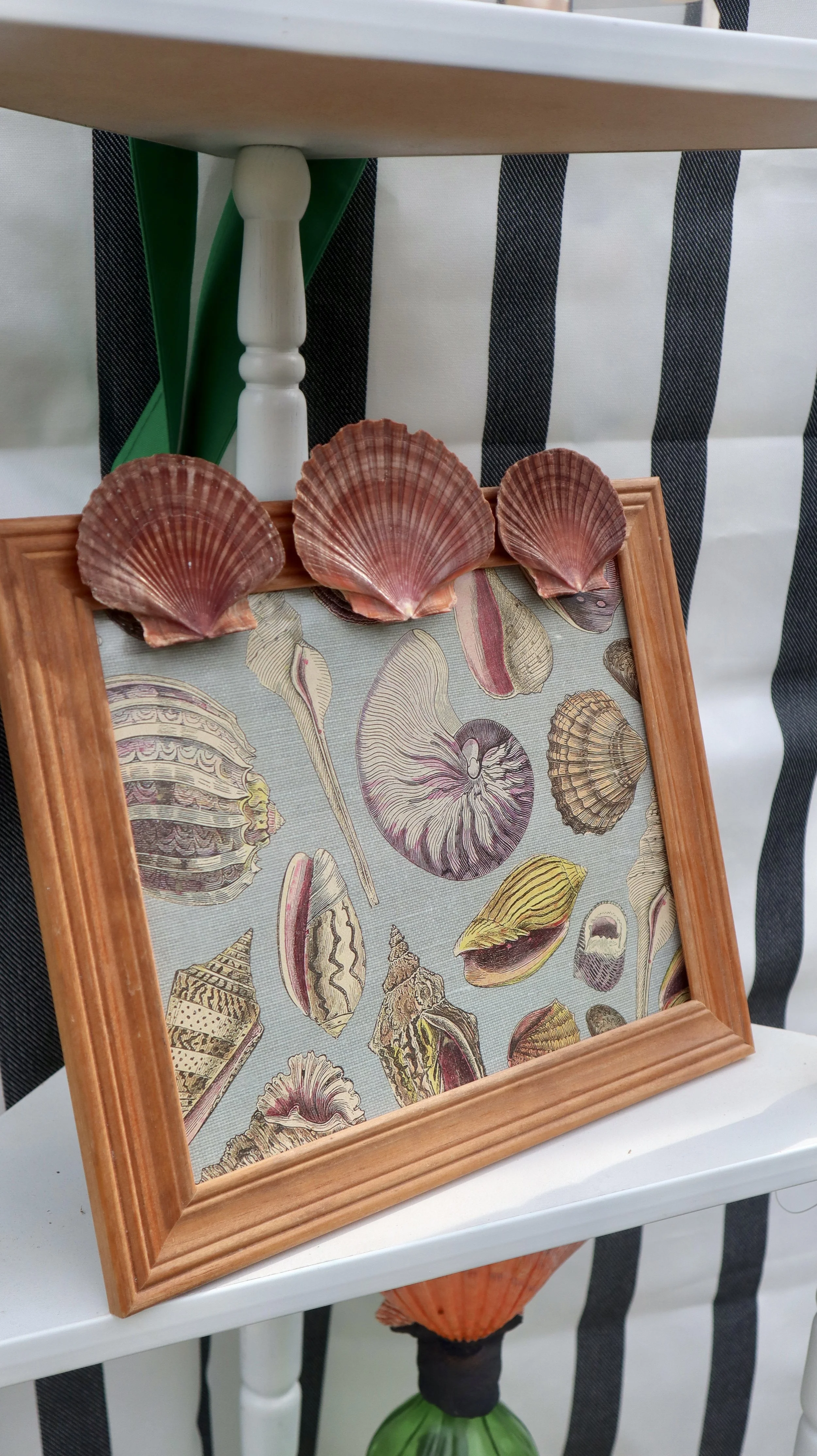 Scallop Shell Wooden Frame