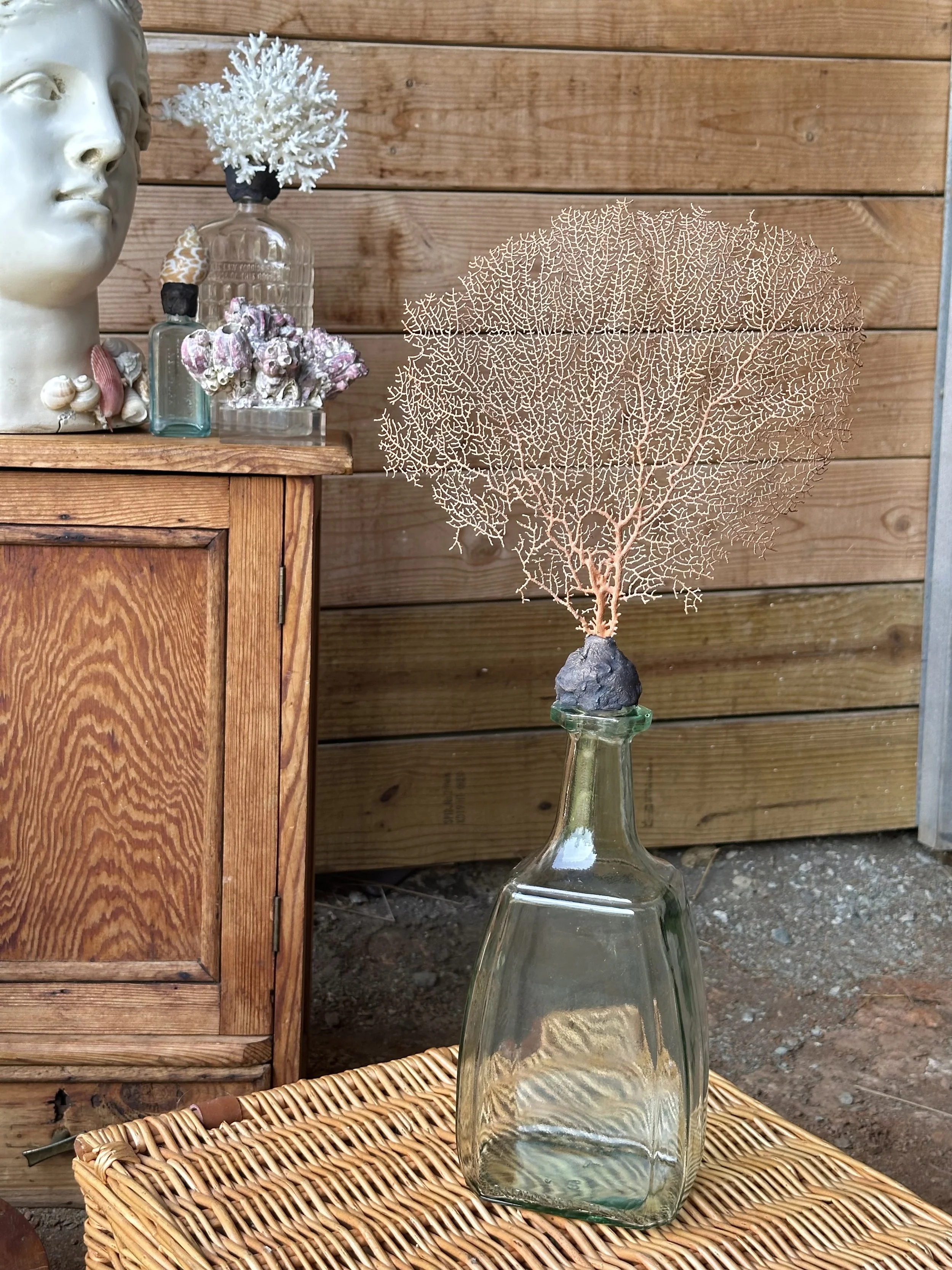 Orange Sea Fan on Turquoise Bottle