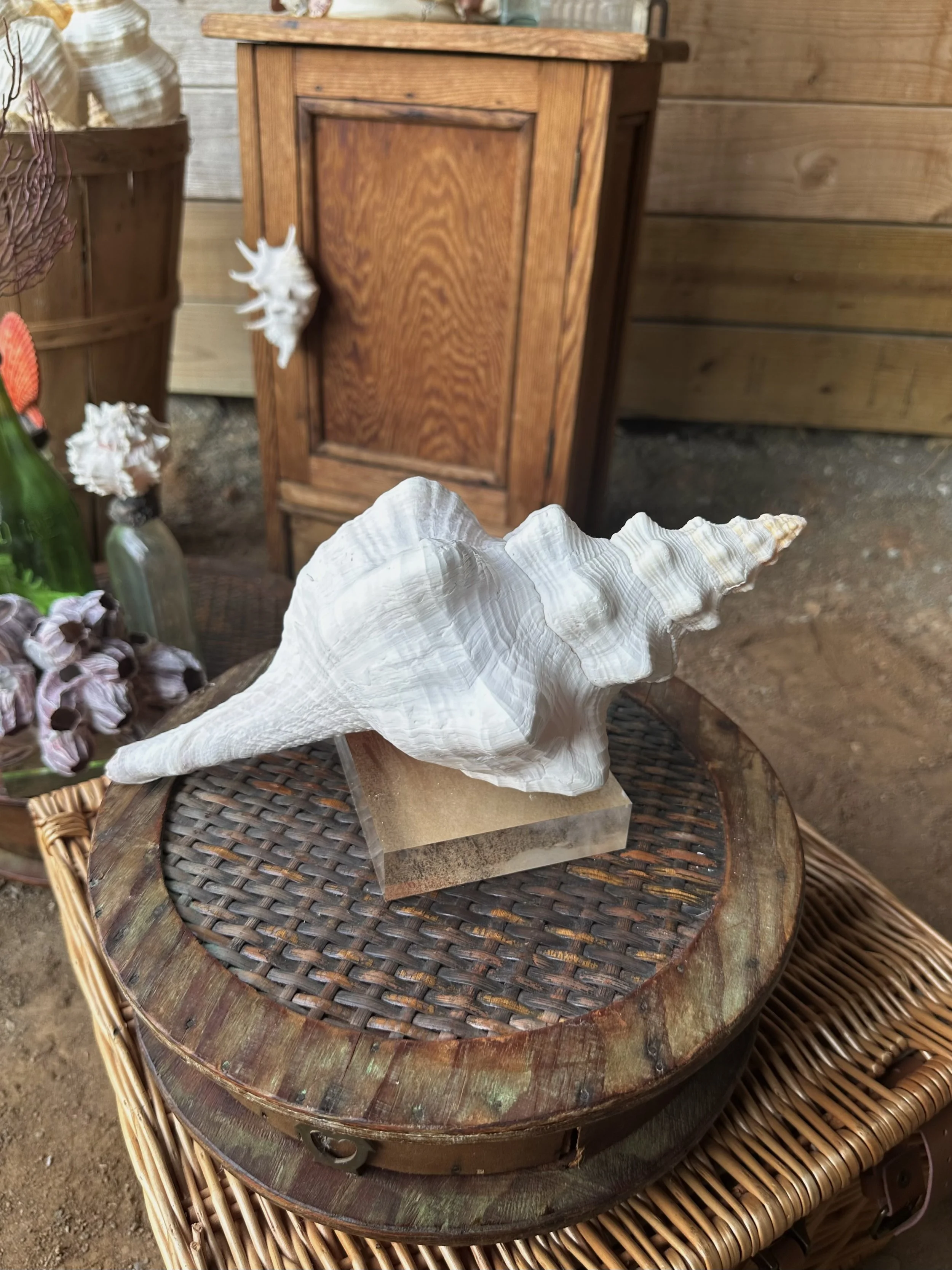 Large Horse Conch Mount