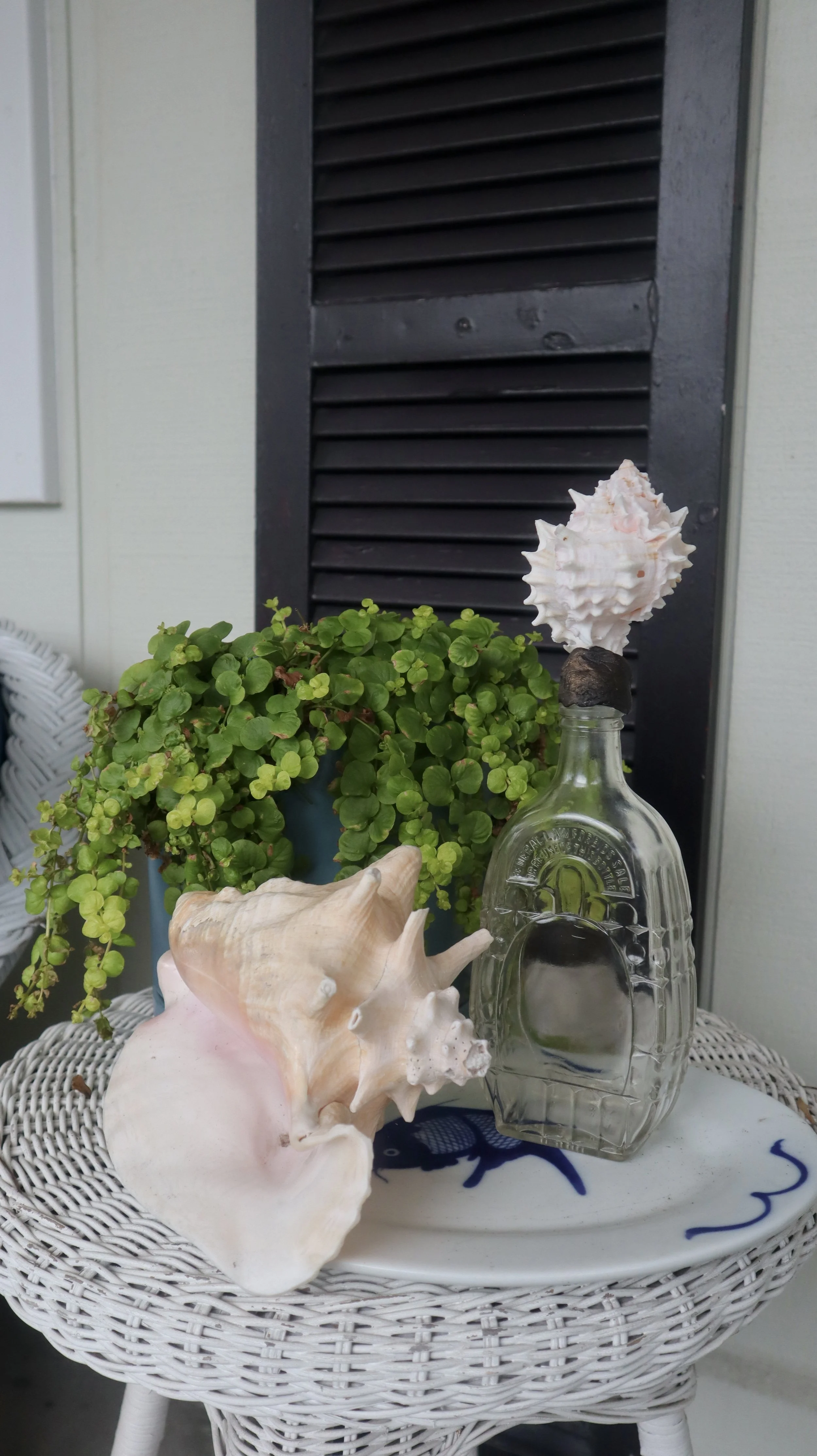 White Murex Topped Bottle