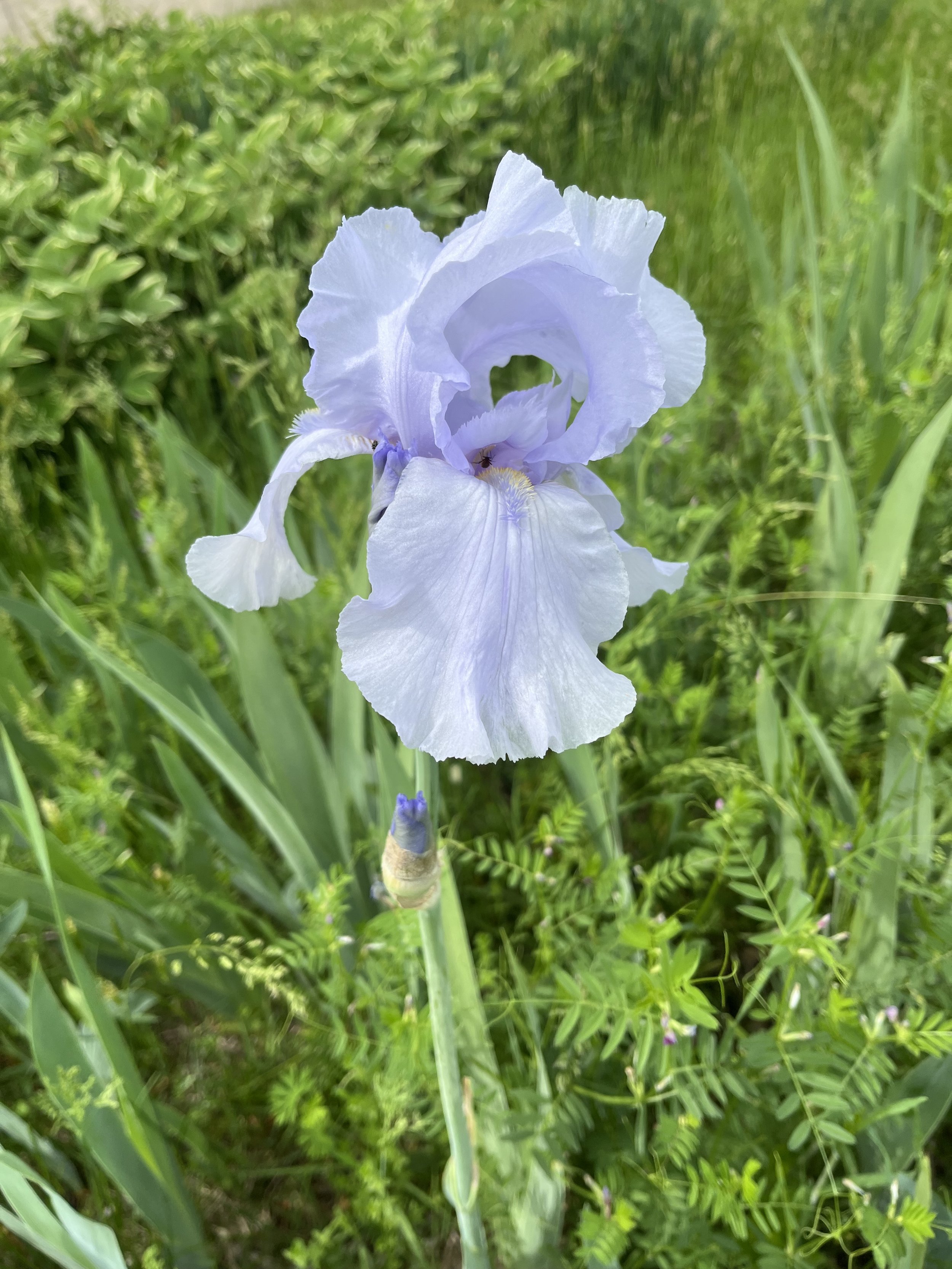 Iris Antics, Exploring Greene Co. In the Spring.
