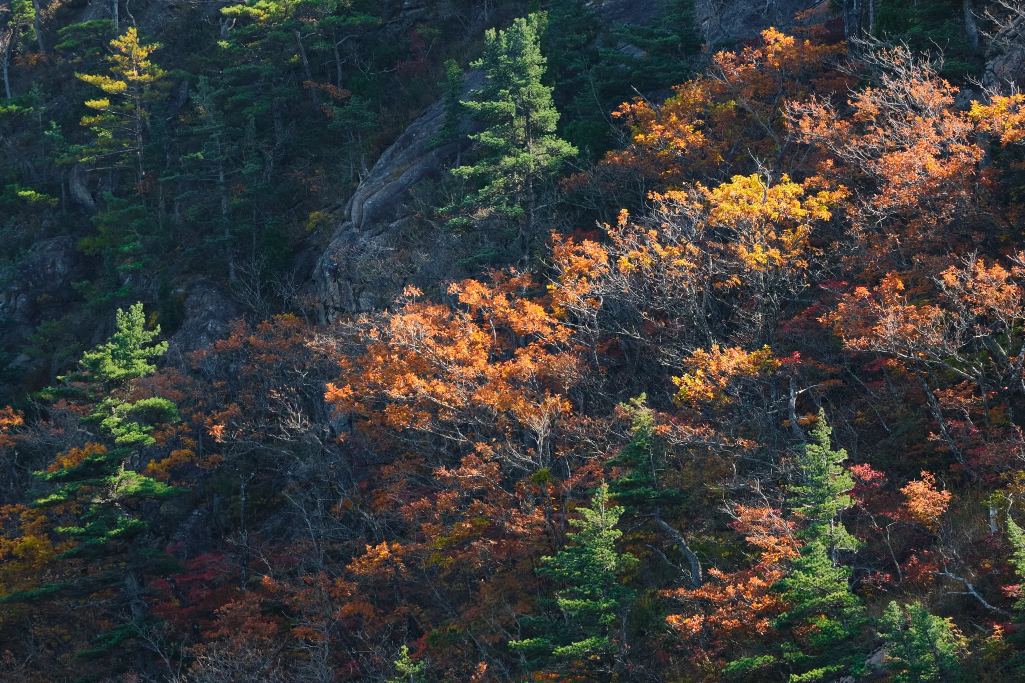Shielded
Seoraksan National Park, Korea (2023)