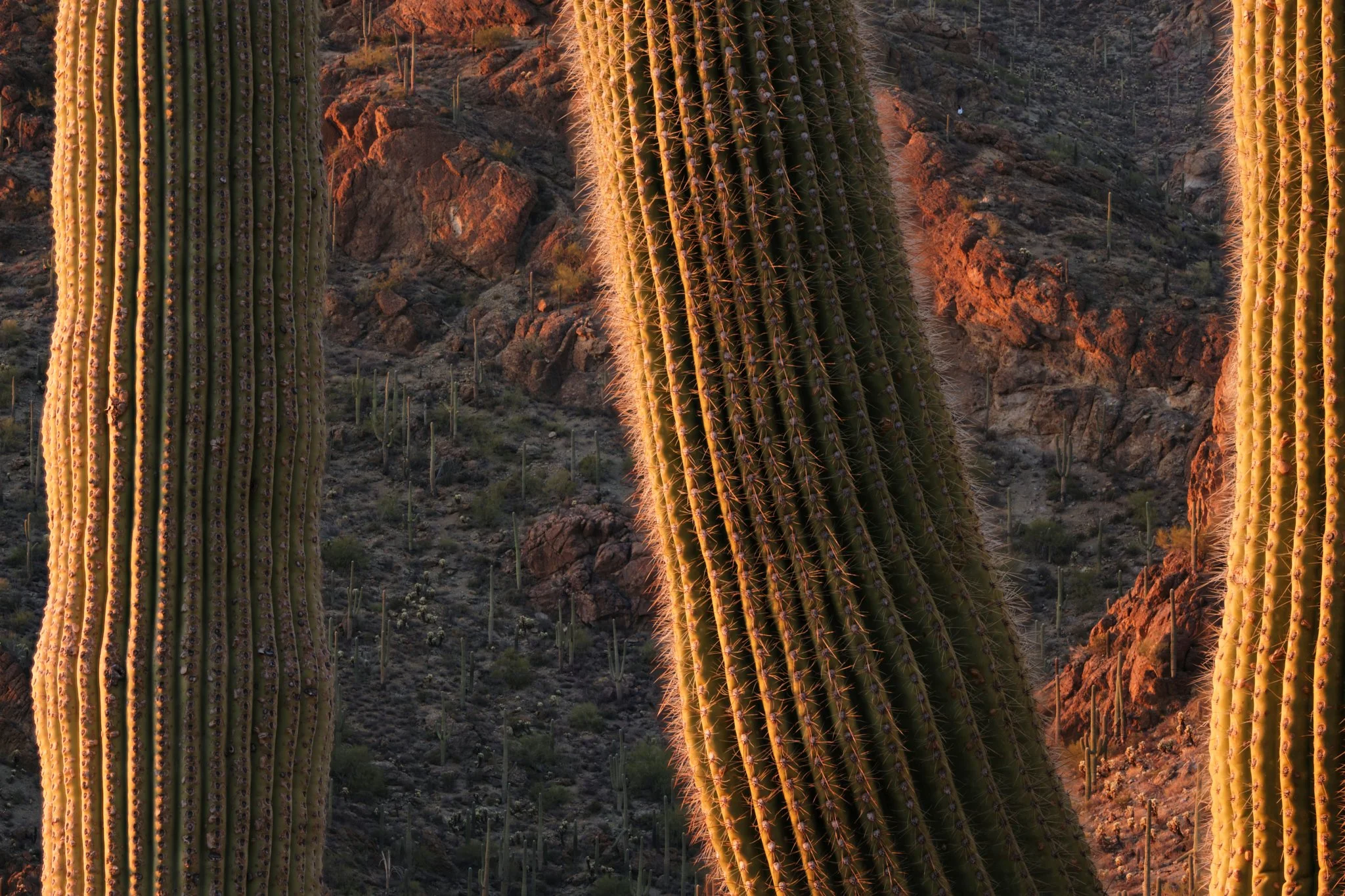 Cactus Window
Tucson Mountain Park, AZ, USA (2025)