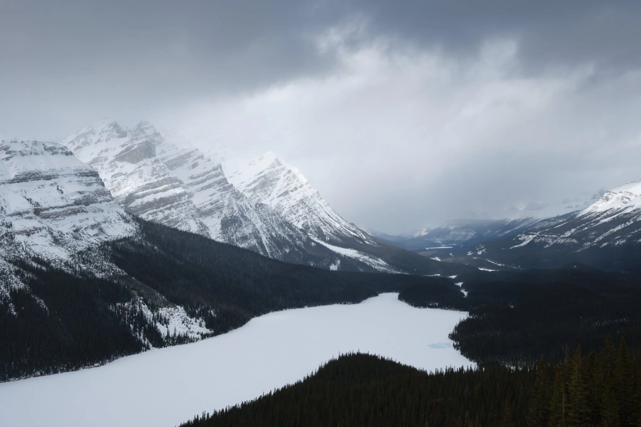 Blue Eye Fox
Banff National Park, AB, Canada (2025)