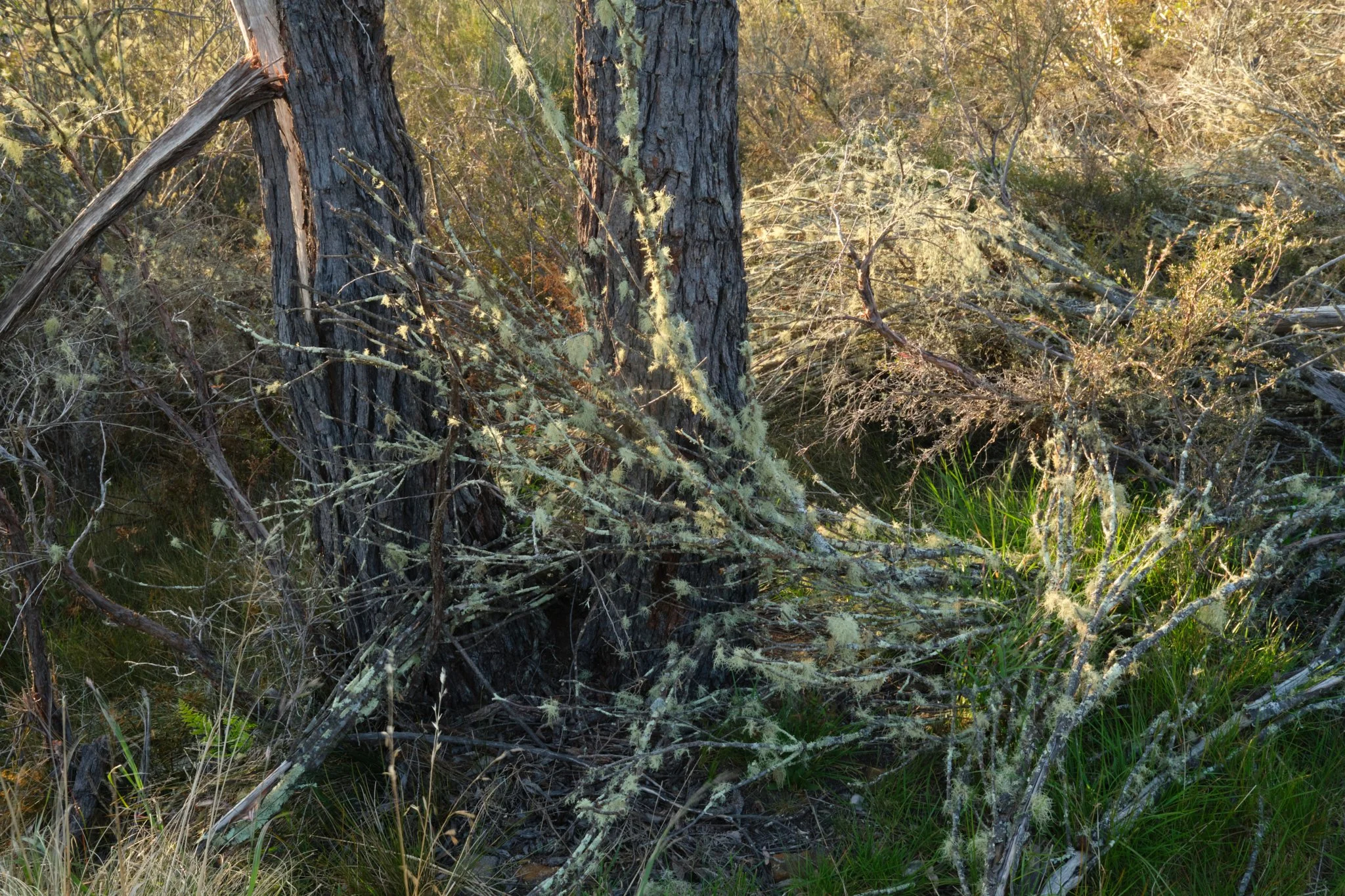 Tanglehold
Blue Mountains National Park, NSW (2024)