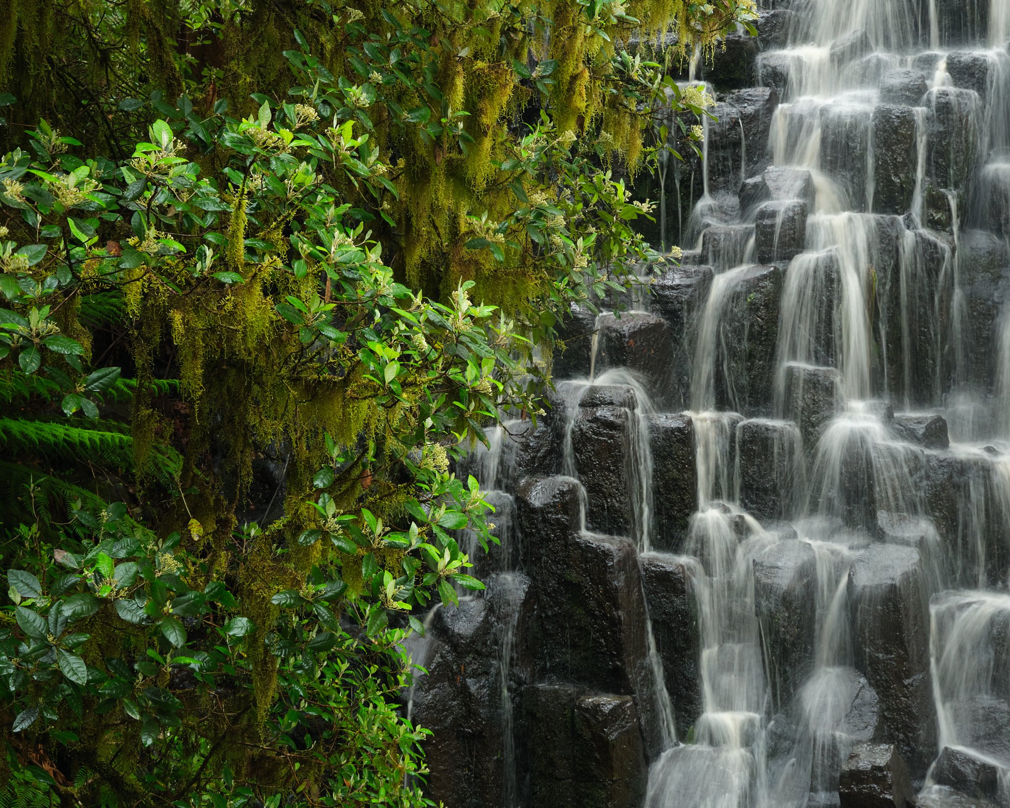 Balance in Nature
Tarkine, Tasmania (2025)