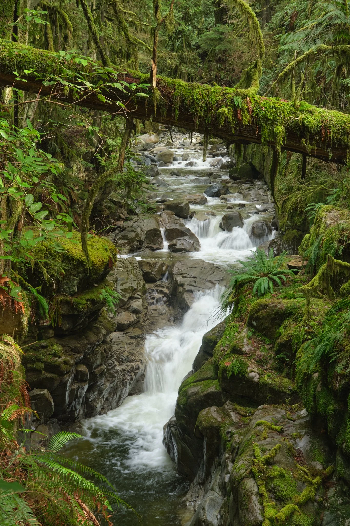 Cascade Spanned
West Vancouver, BC, Canada (2025)