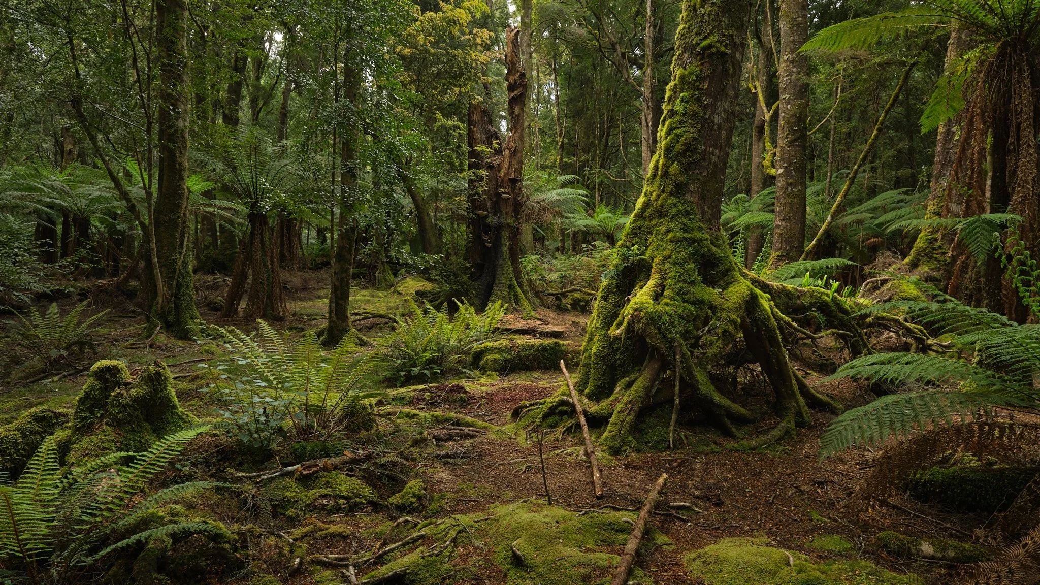 Adieu
Tarkine, Tasmania (2025)