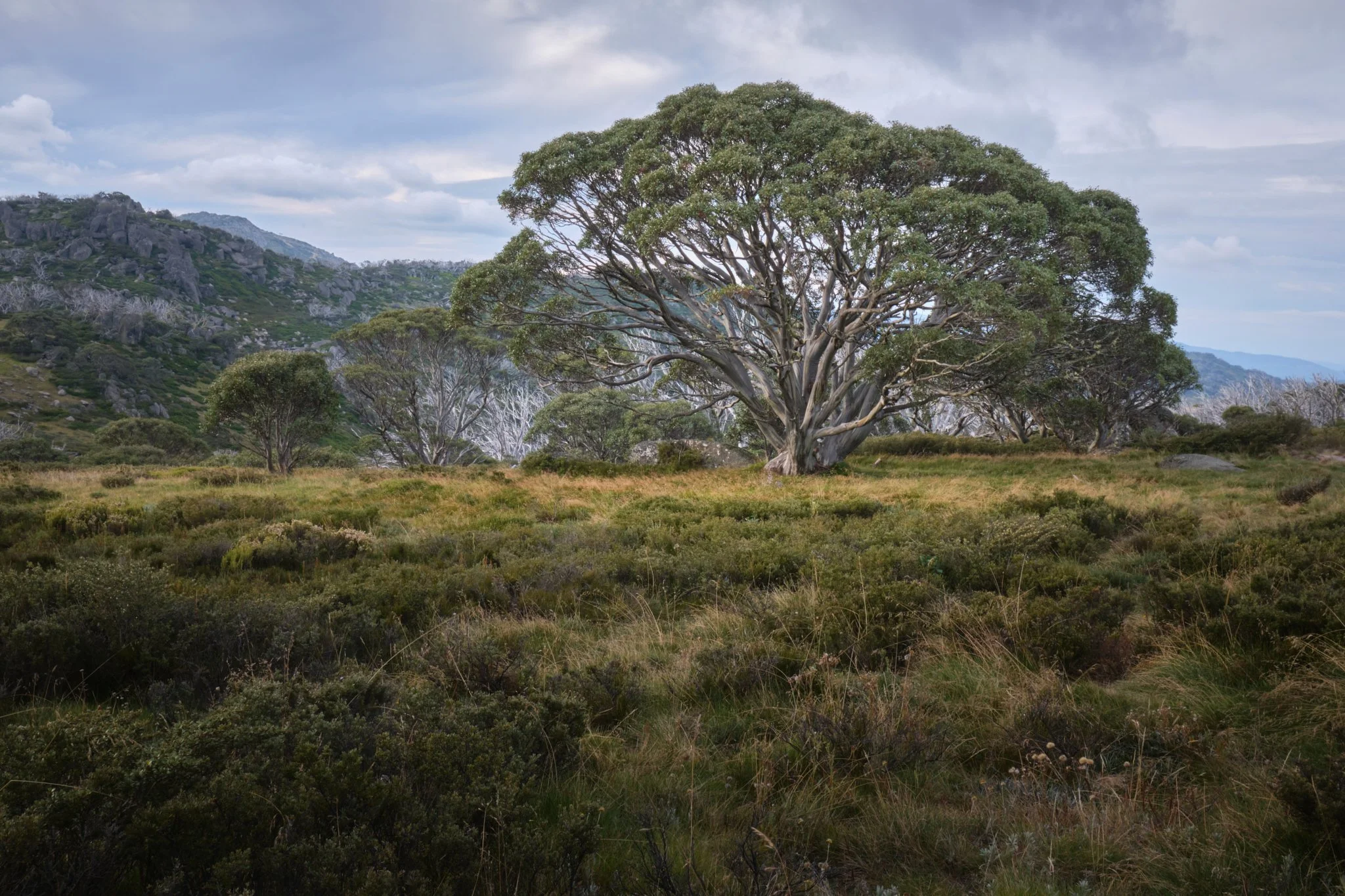 Starting To See
Kosciuszko National Park, NSW (2022)
