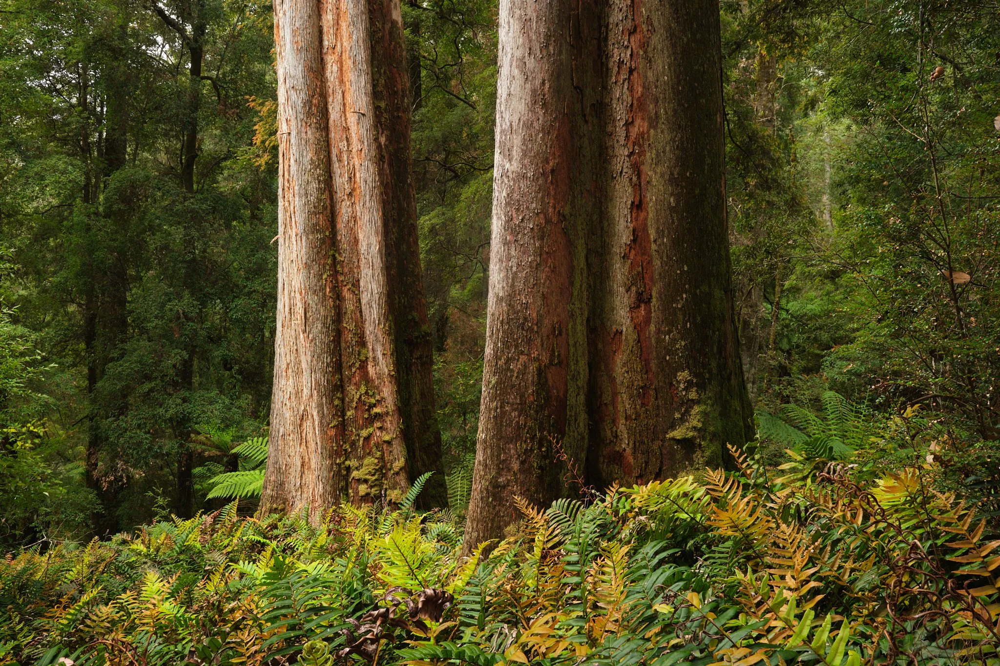 Kin
Tarkine, Tasmania (2025)