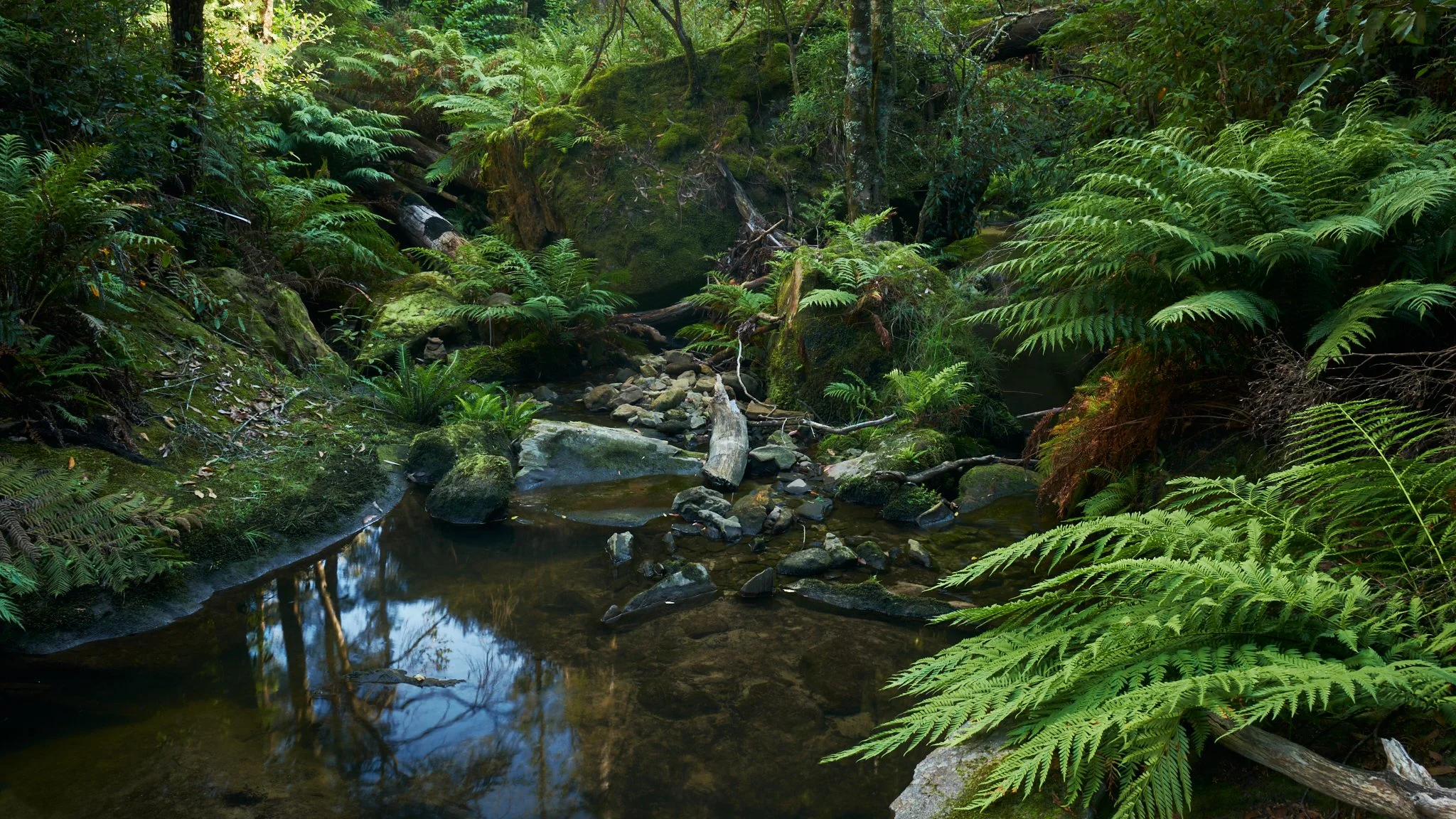 Blue Mountains National Park, NSW (2025)