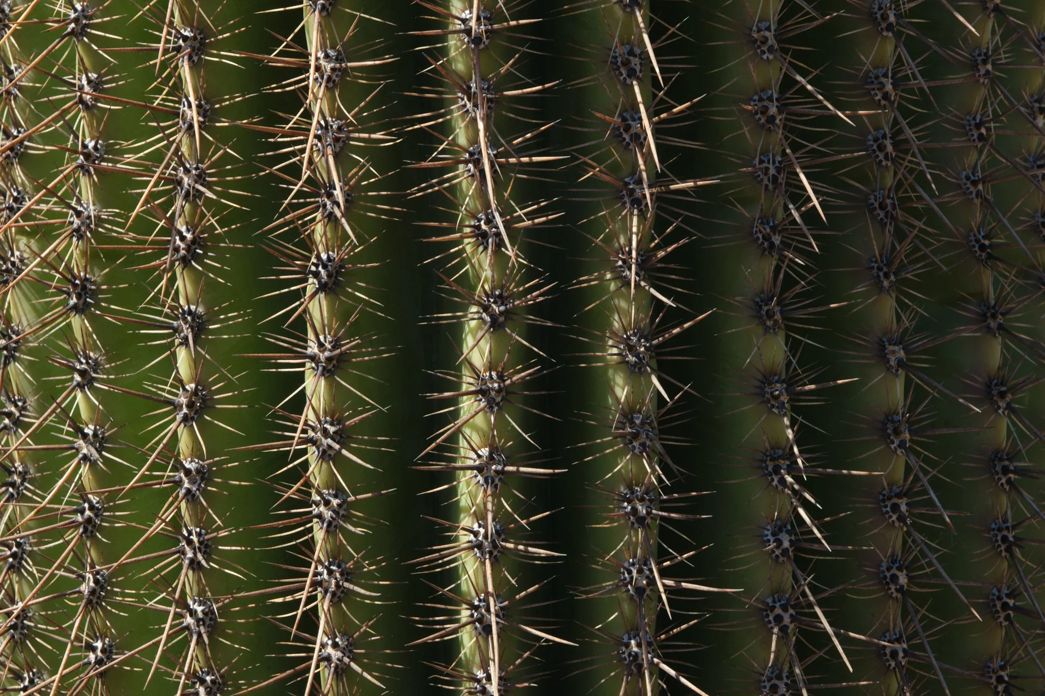 Saguaro National Park, AZ, USA (2025)