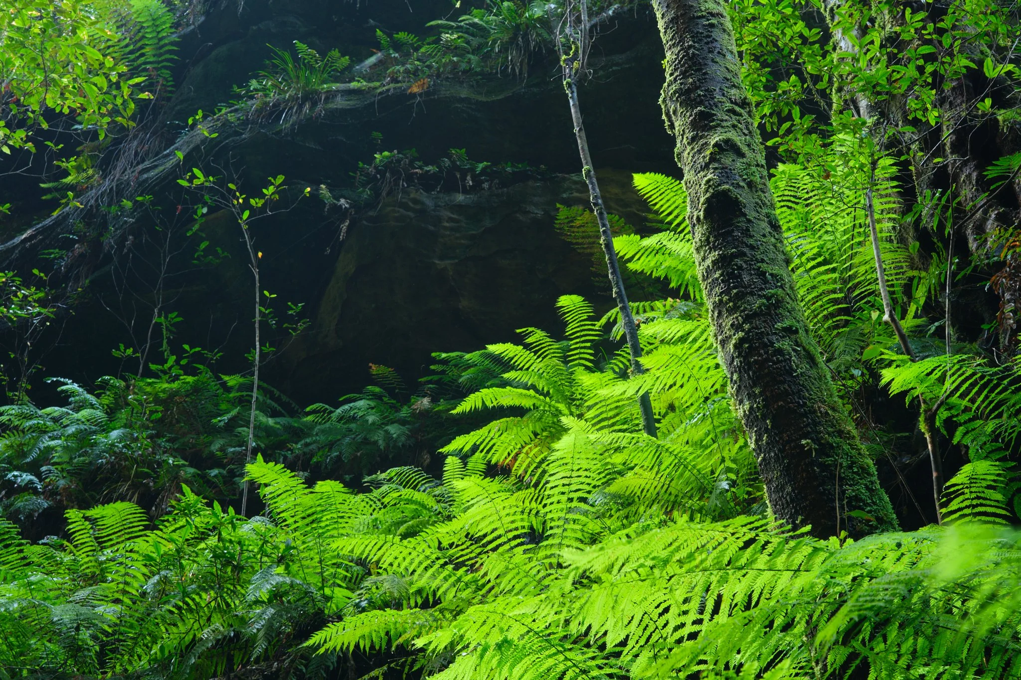 Blue Mountains National Park, NSW (2025)