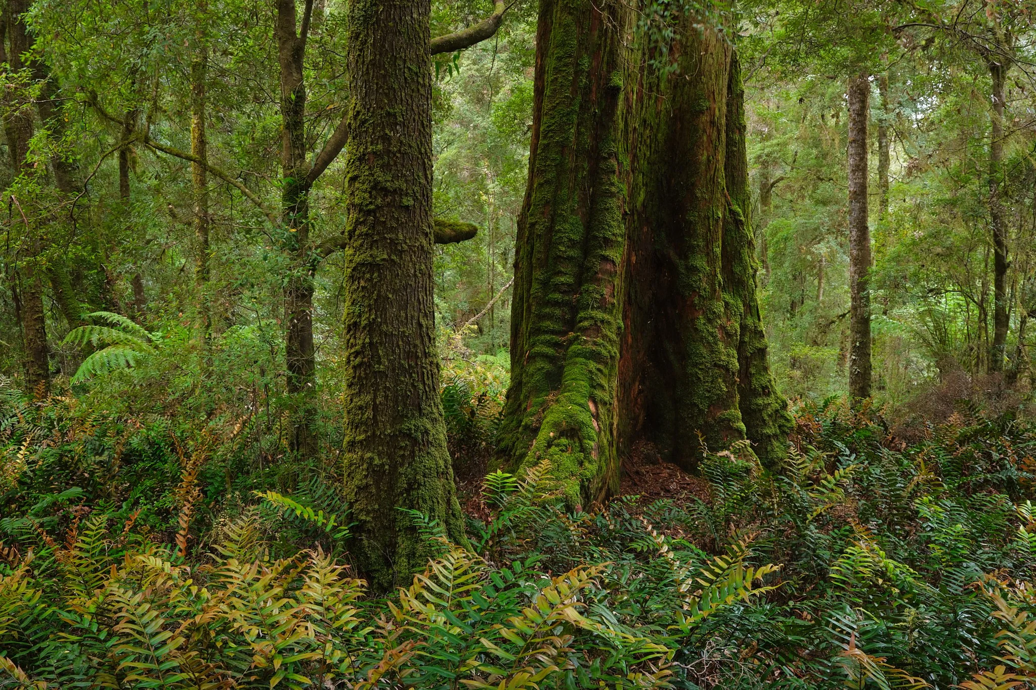 As They Stand
Tarkine, Tasmania (2025)