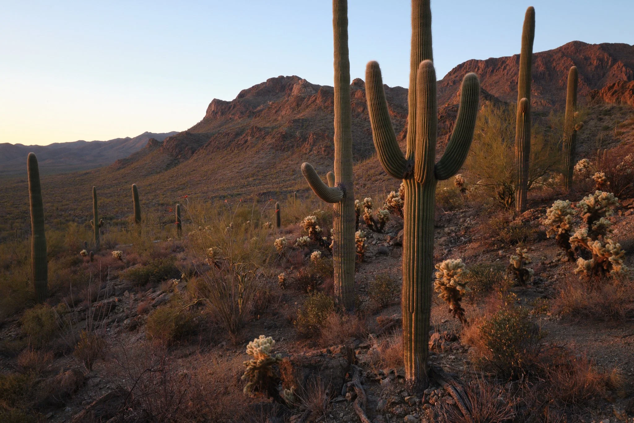 Tucson Mountain Park, AZ, USA (2025)