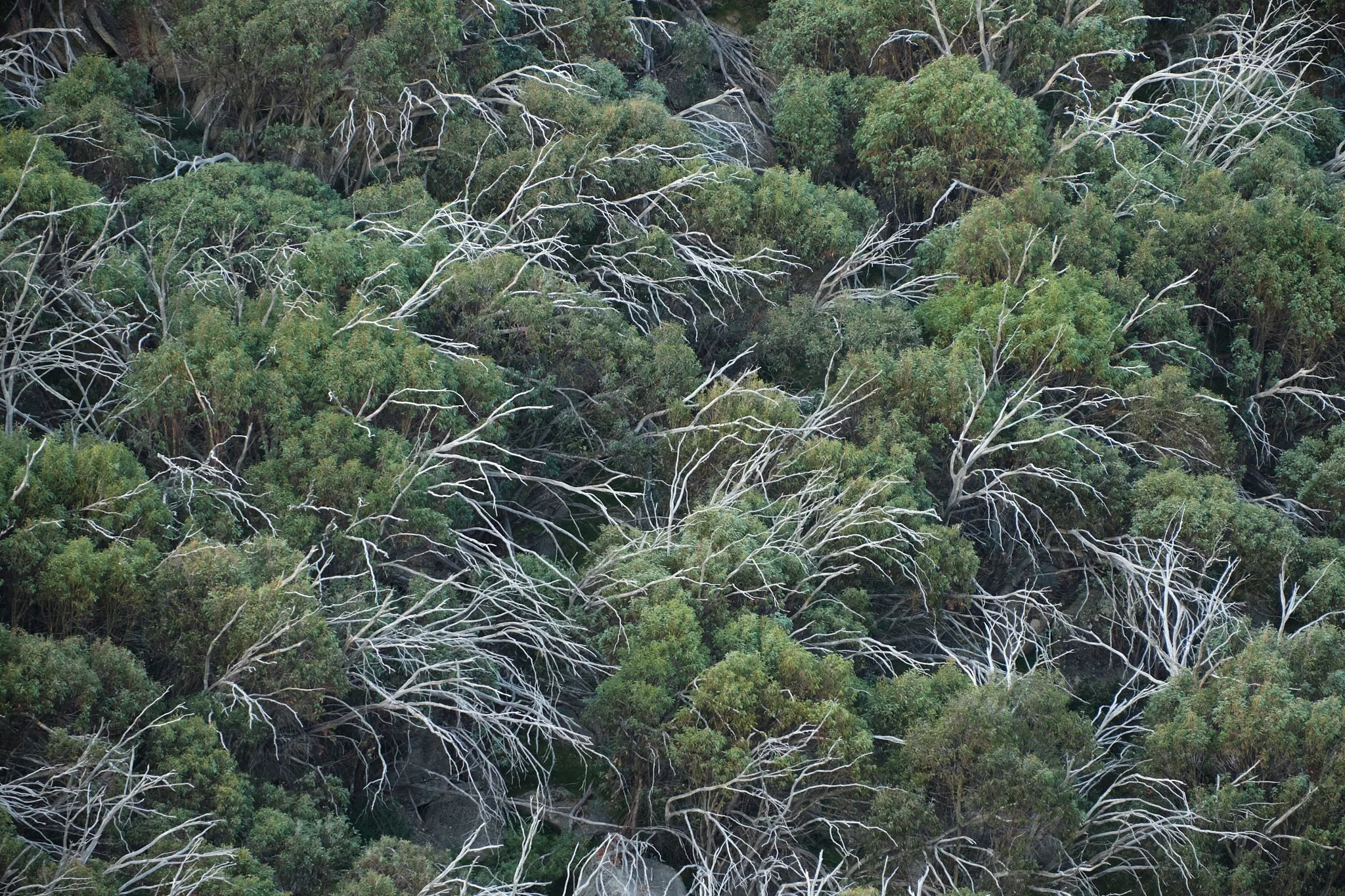 Past Reach
Mount Buffalo National Park, VIC (2024)