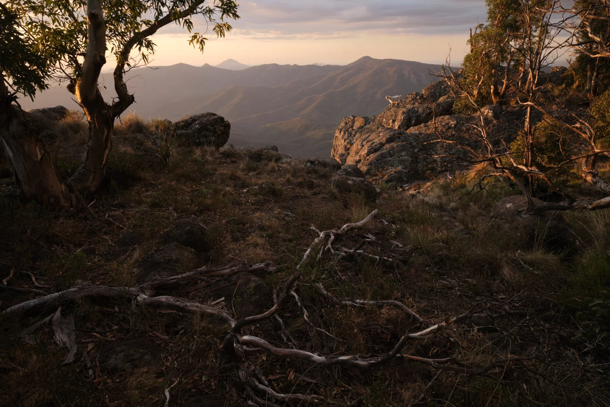 Capra
Mount Kaputar National Park, NSW (2023)