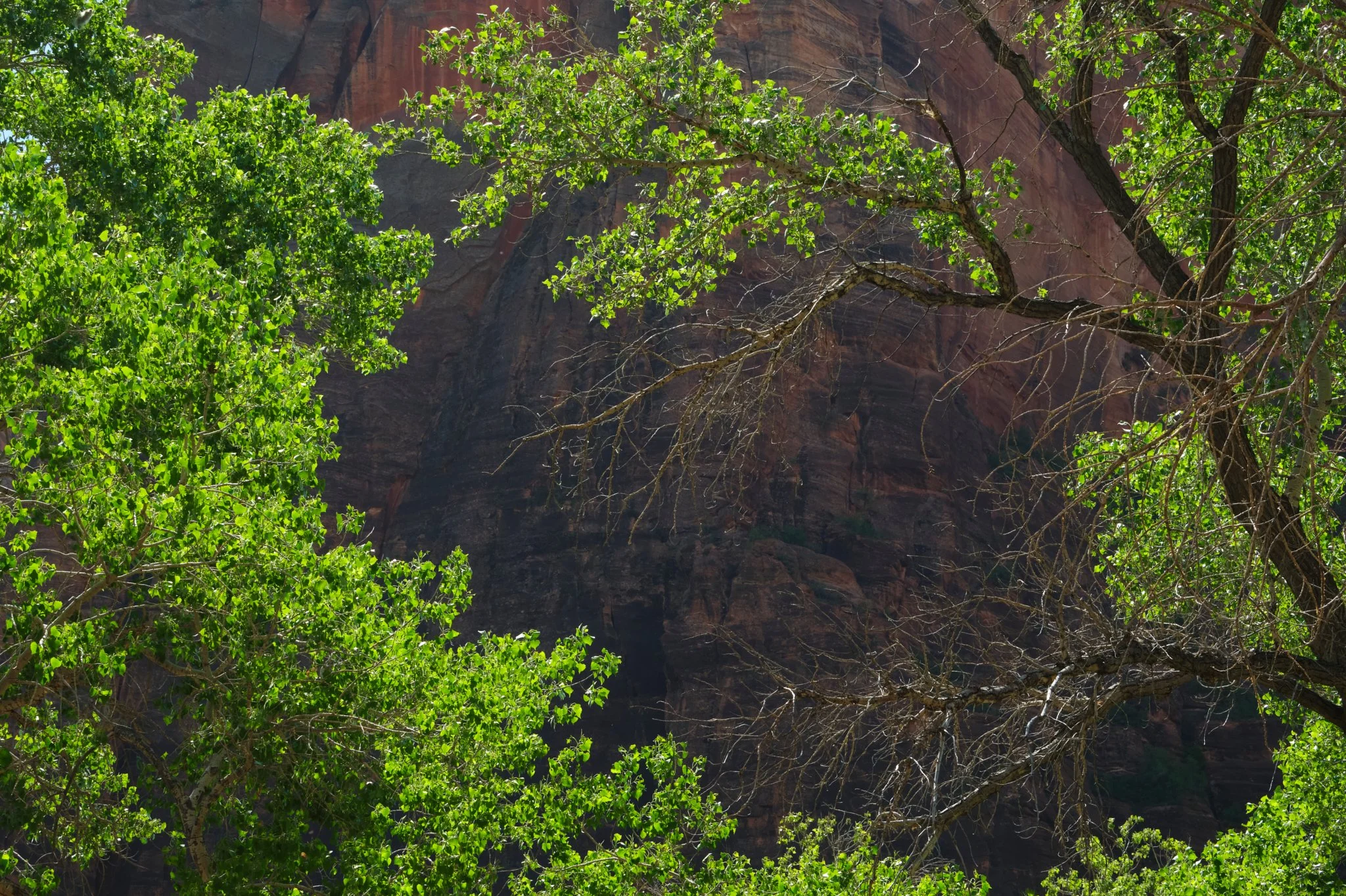 Time Bubble
Zion National Park, UT, USA (2024)