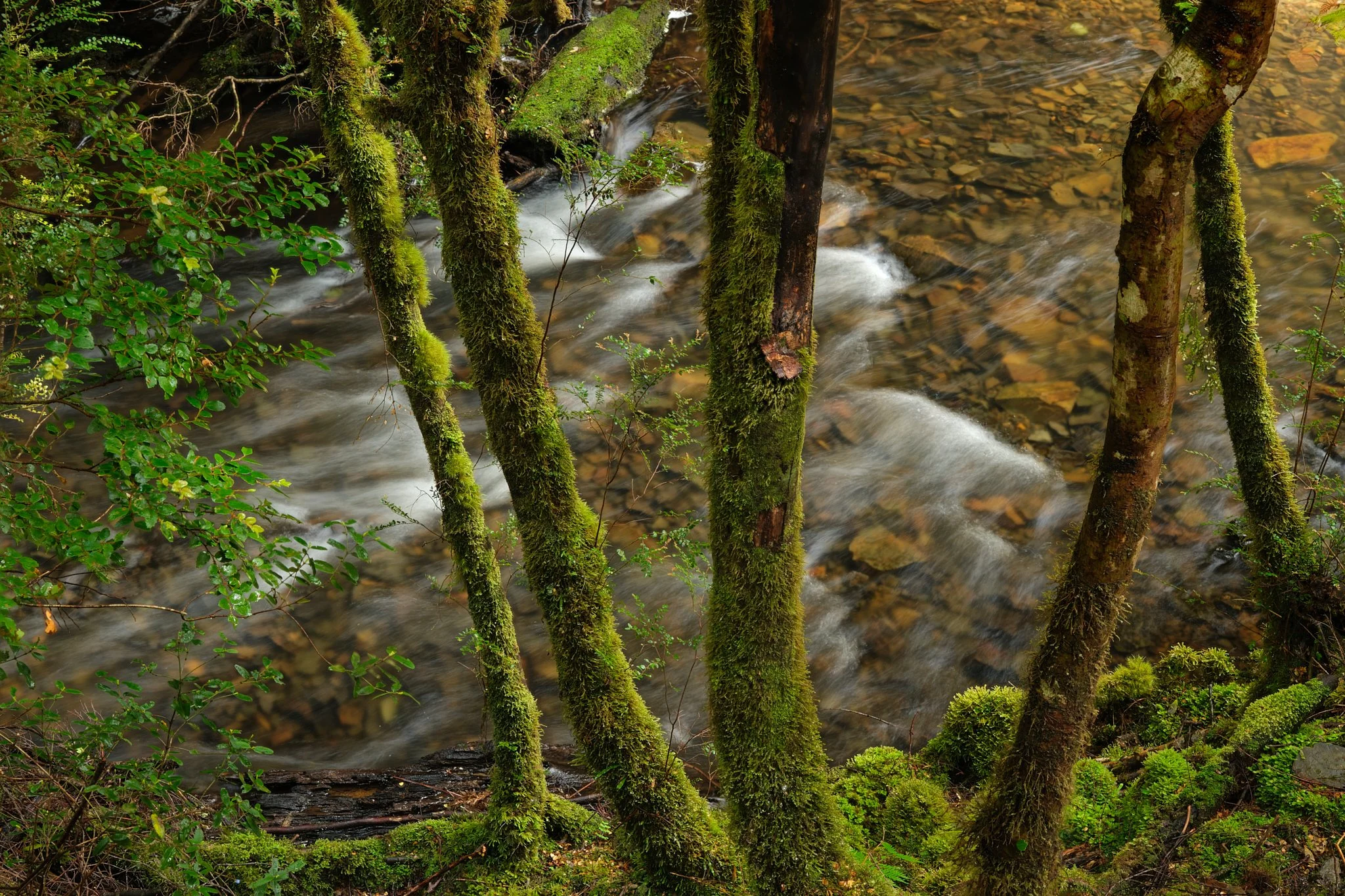 Before Names Were Given
Tarkine, Tasmania (2025)