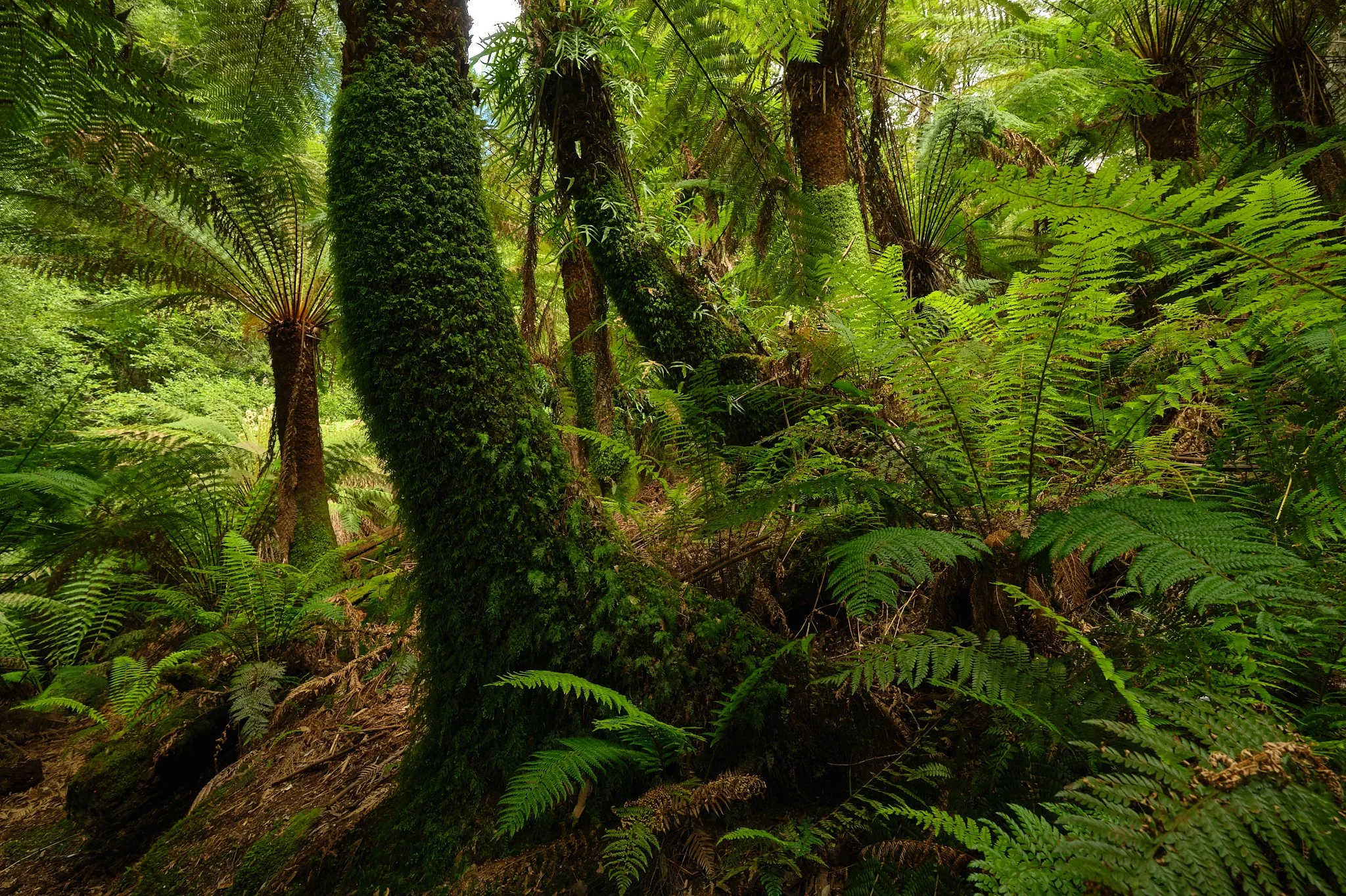Fronds Forever
Great Western Tiers, Tasmania (2025)