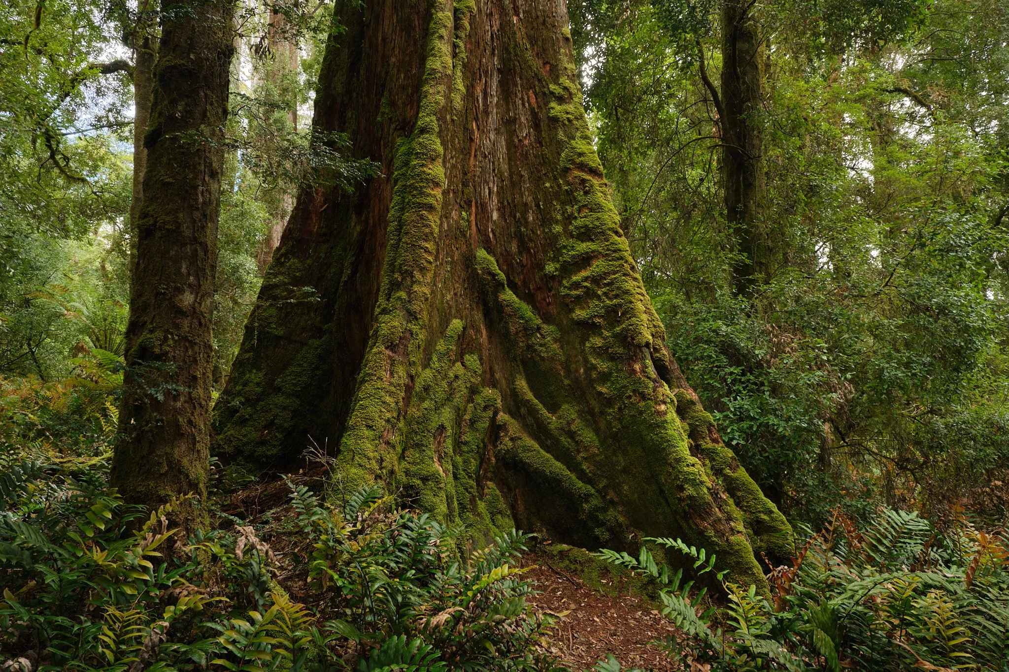 Uneven Ground
Tarkine, Tasmania (2025)