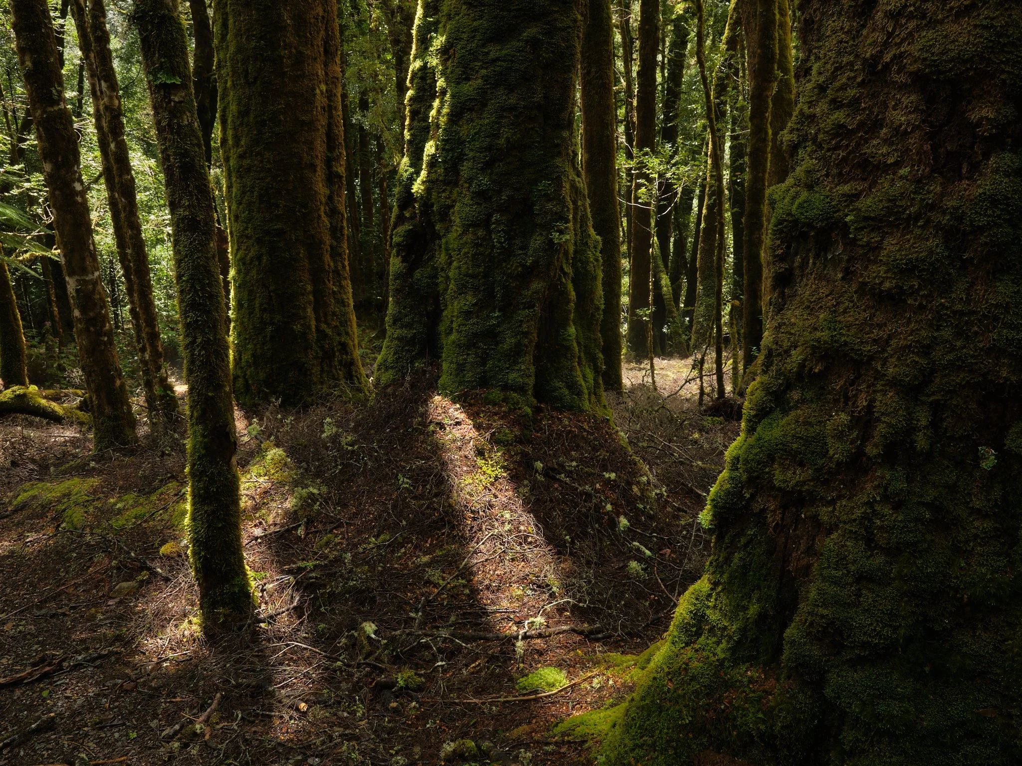 Fringed
Tarkine, Tasmania (2025)