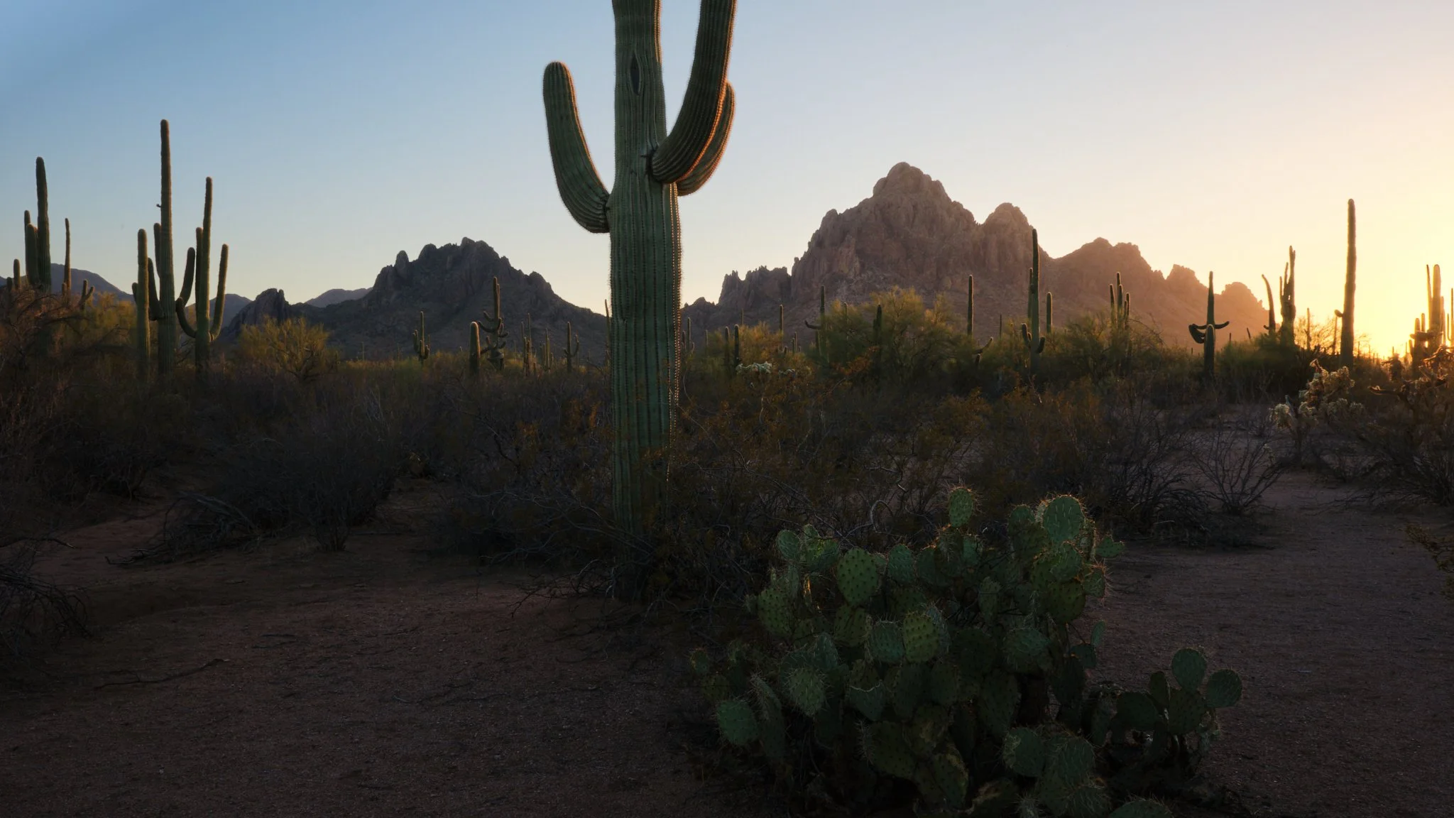 Saguaro Sunset
Ironwood Forest National Monument, AZ, USA (2025)