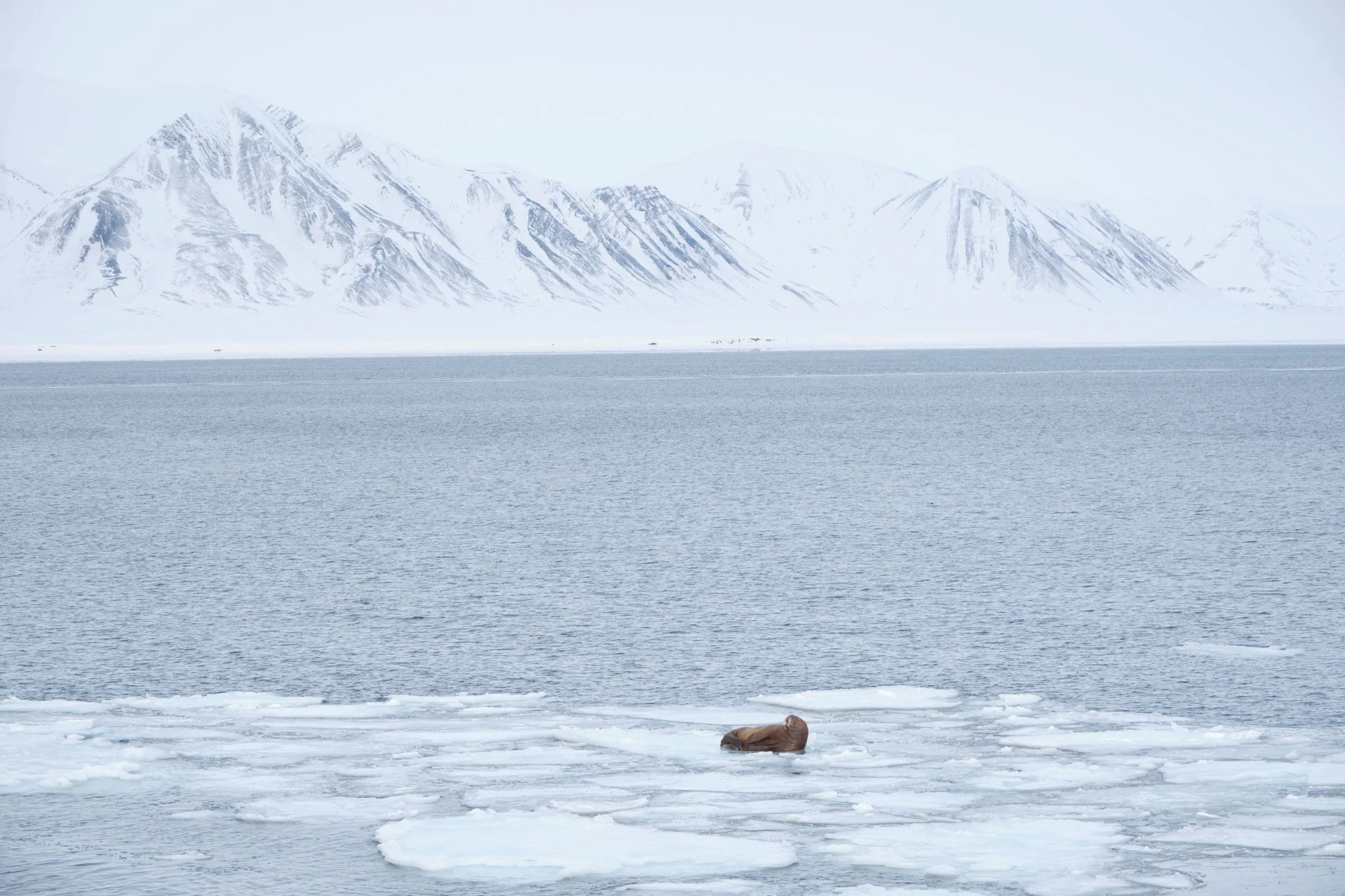 Walrus
Svalbard (2023)