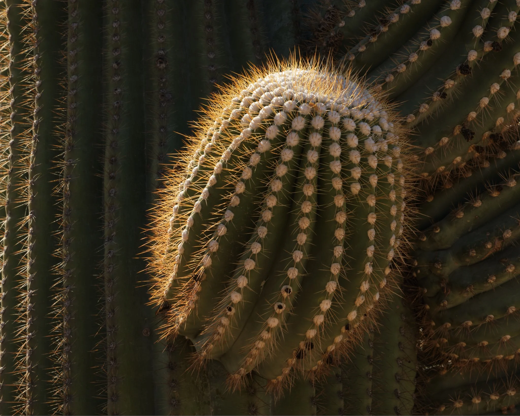 Cactus Arm
Saguaro National Park, AZ, USA (2025)