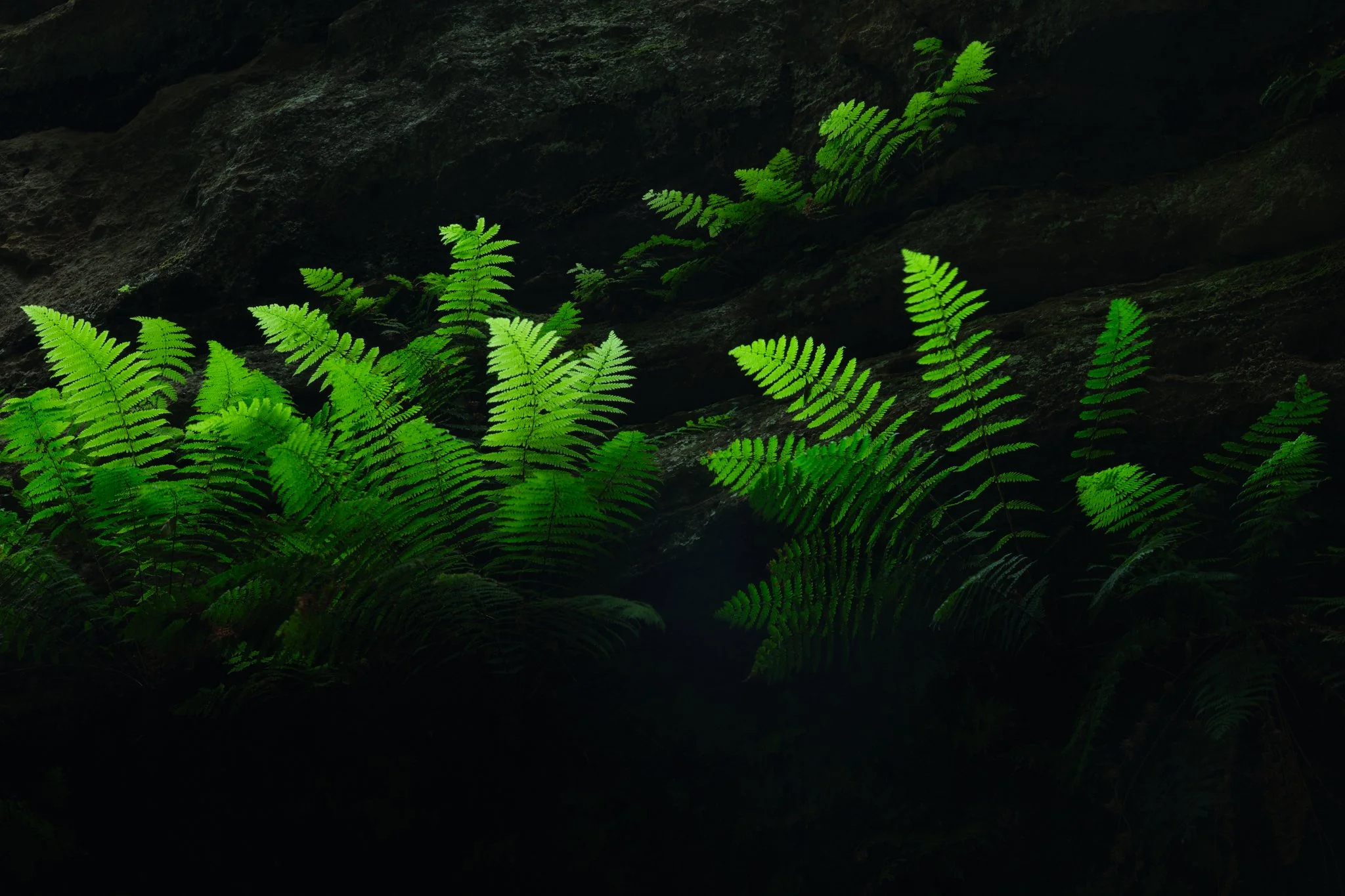 Blue Mountains National Park