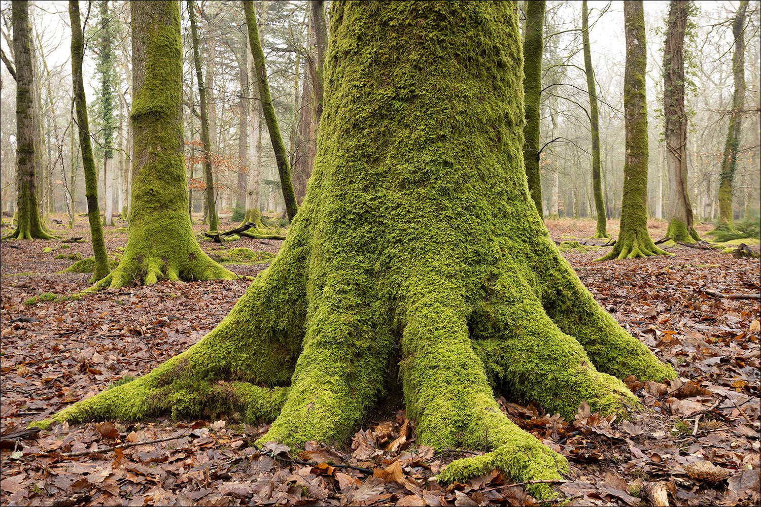 New Forest Tree