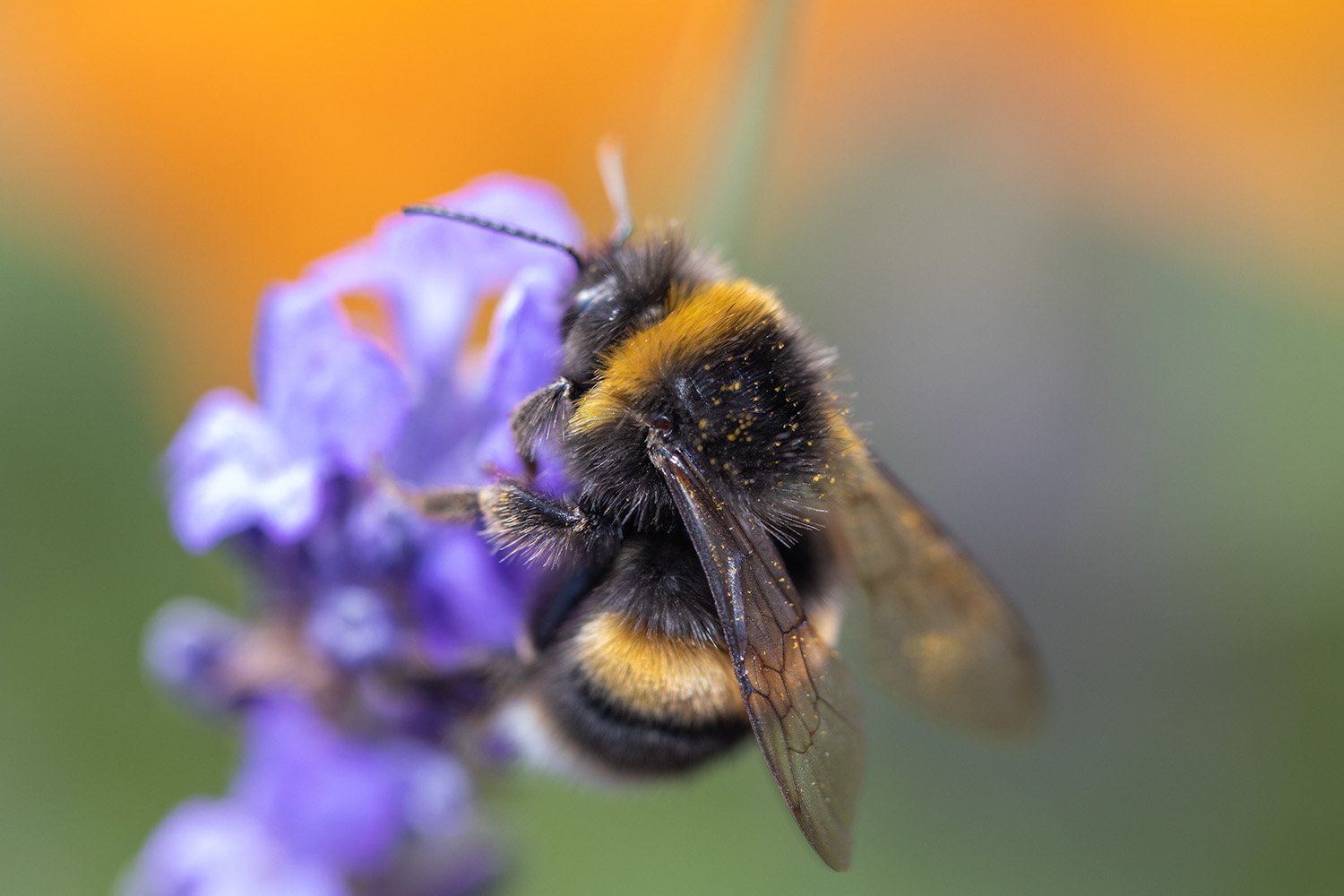 Bee on lavender hint of Bee Orange