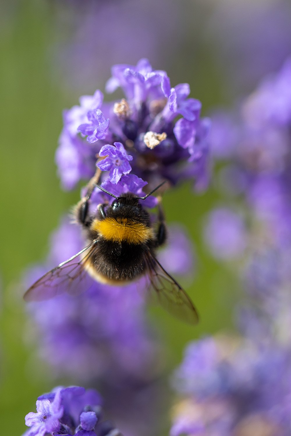 Bee on lavender