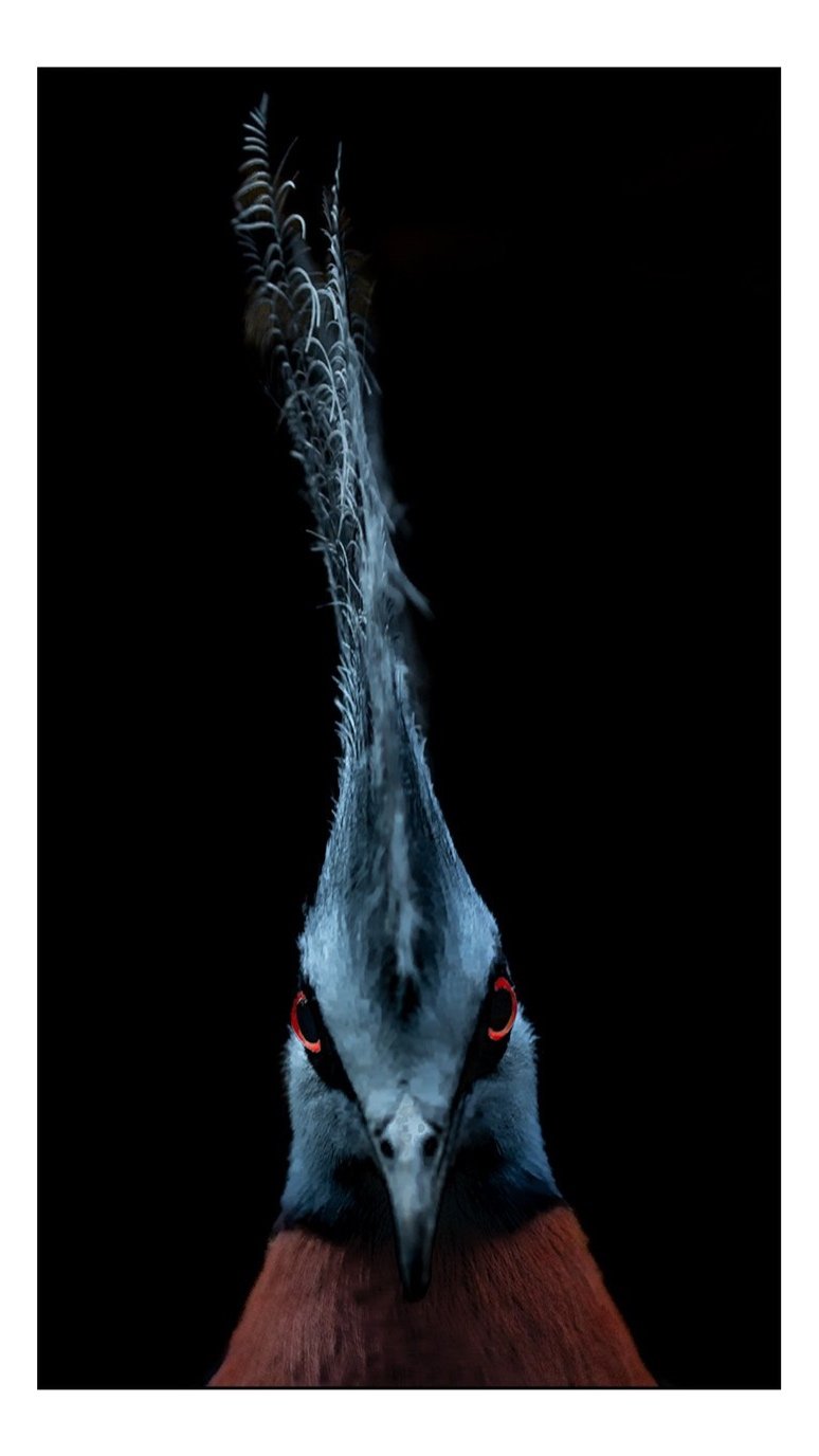 Blue Crowned Pigeon