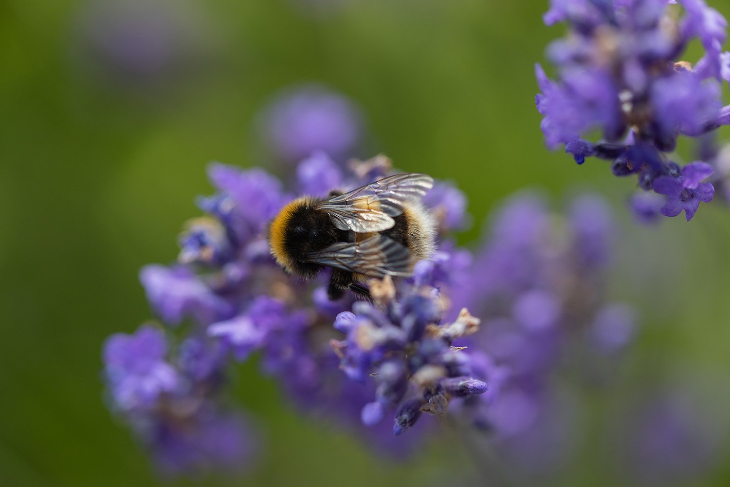 Bee on Lavender