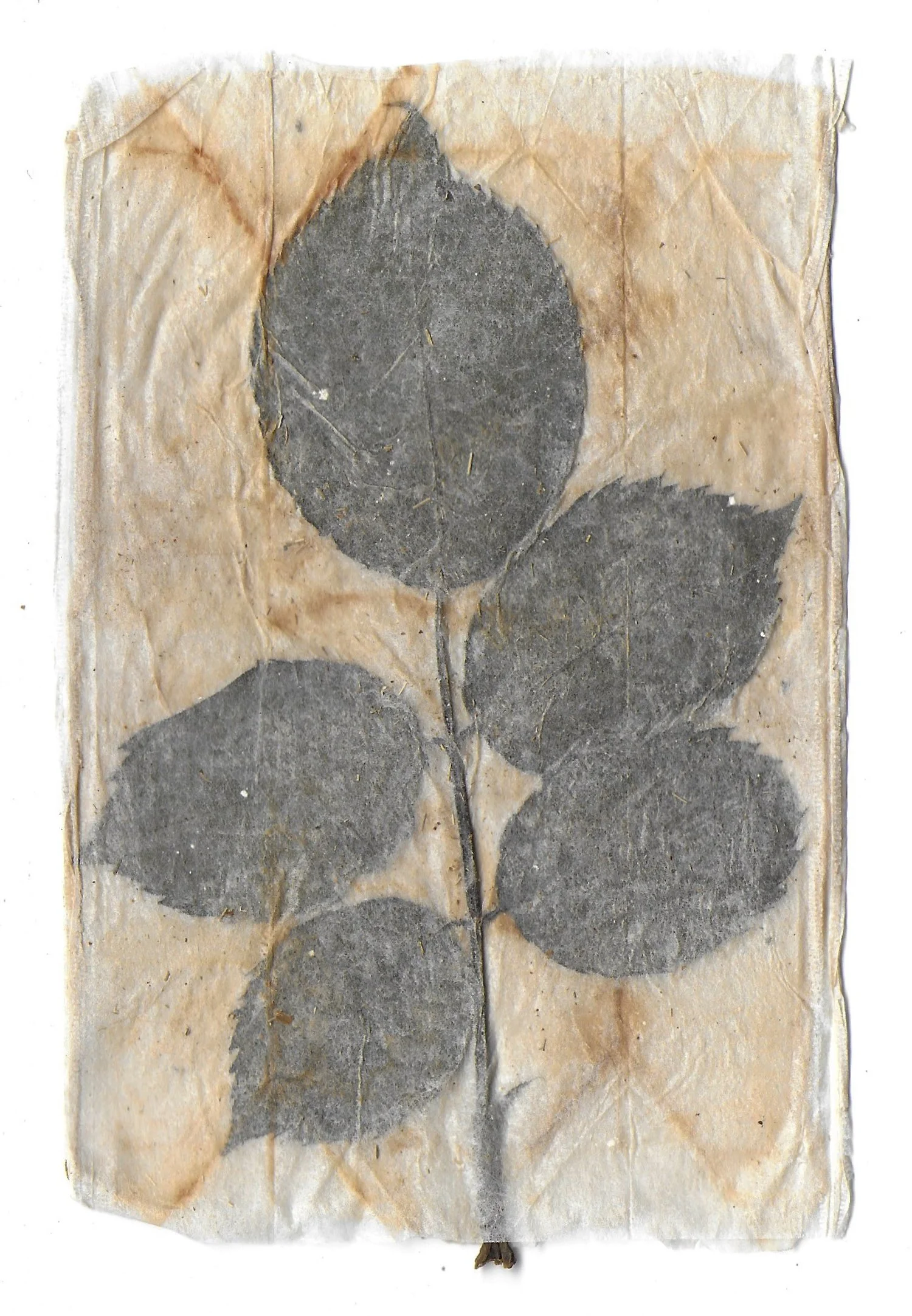 Pathway 10, Tea Bags, Dried Leaves, 2024