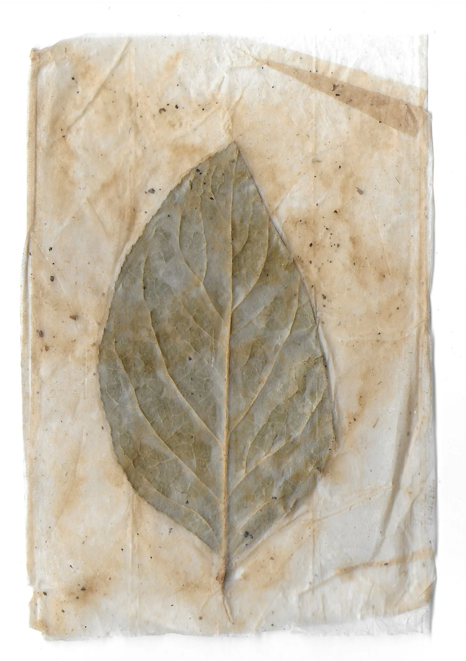 Pathway 18, Tea Bags, Dried Leaves 2024